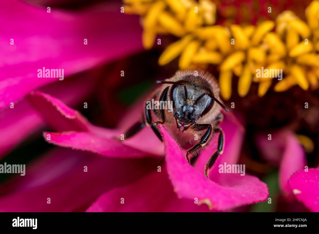 Abeille sur zinnia wildfloer.La conservation des insectes et de la faune, la préservation de l'habitat et le concept de jardin de fleurs d'arrière-cour Banque D'Images
