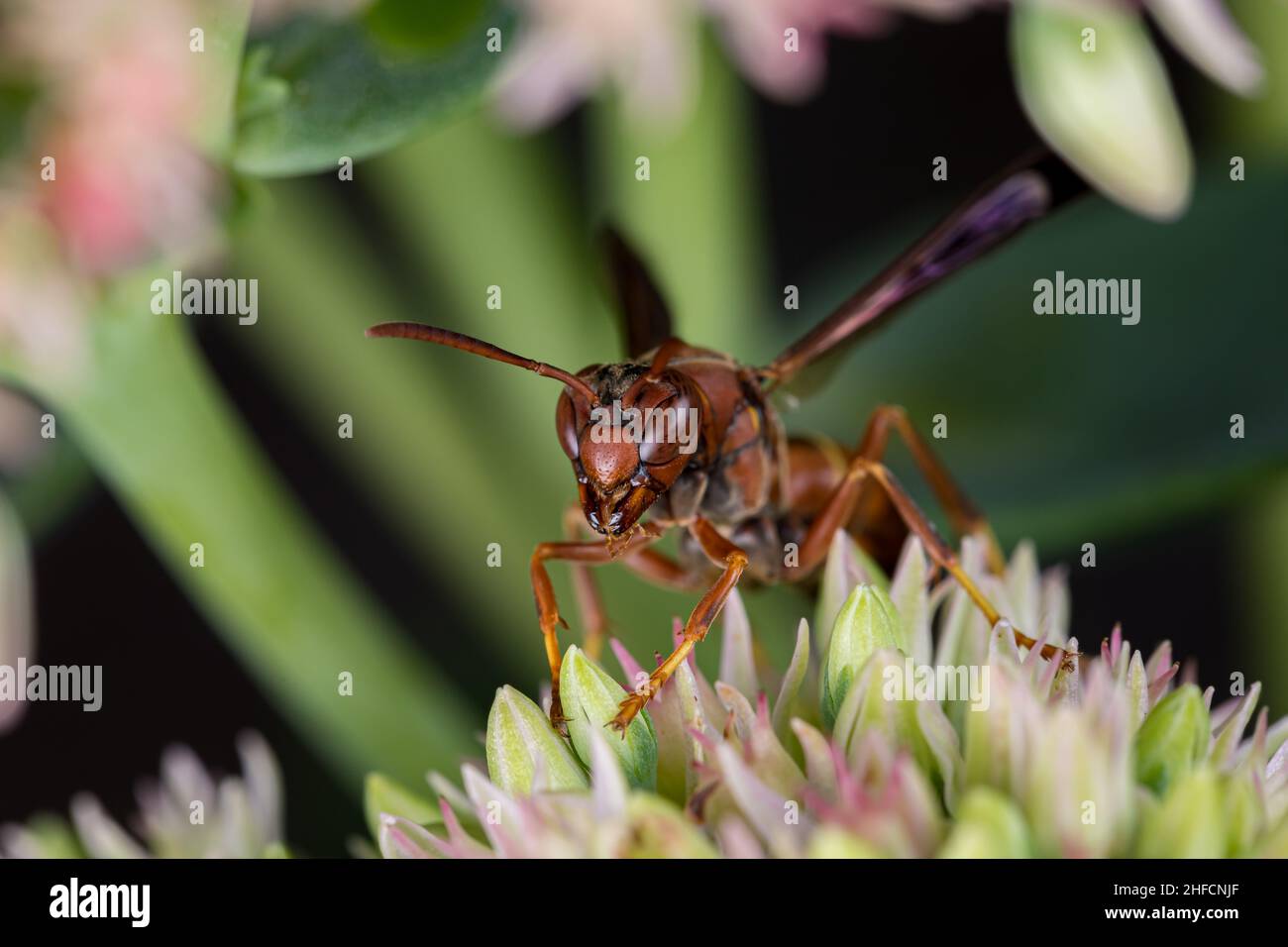 La moraillon de papier du Nord se nourrissant du nectar de l'usine de Sedum.La conservation des insectes et de la faune, la préservation de l'habitat et le concept de jardin de fleurs d'arrière-cour. Banque D'Images