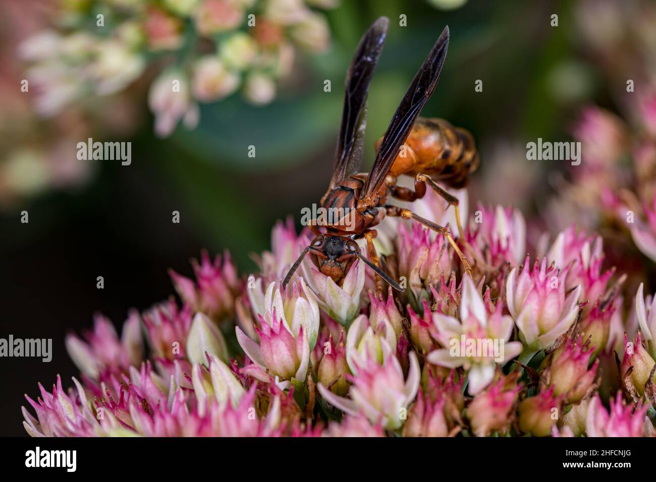 La moraillon de papier du Nord se nourrissant du nectar de l'usine de Sedum.La conservation des insectes et de la faune, la préservation de l'habitat et le concept de jardin de fleurs d'arrière-cour. Banque D'Images