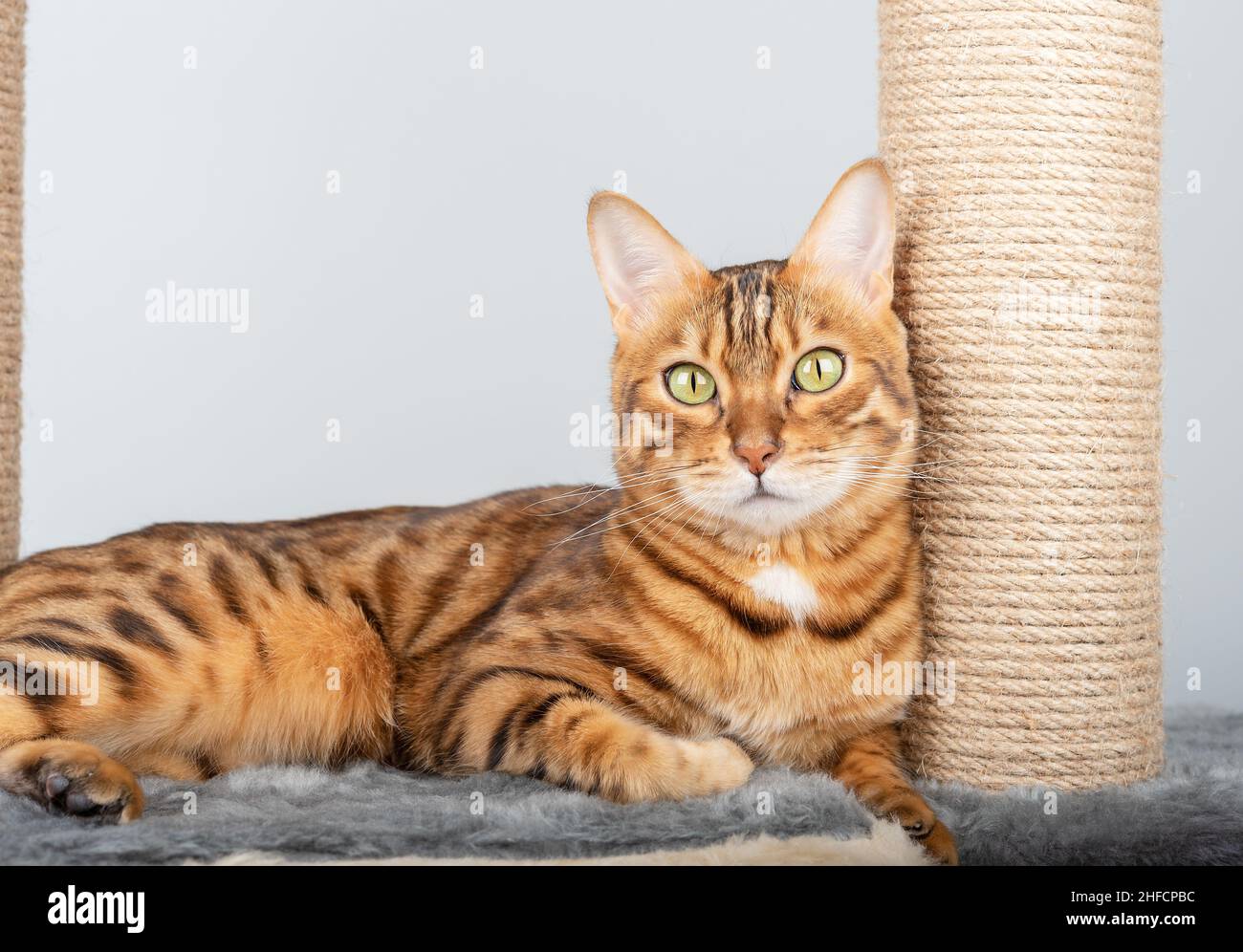 La rosette de couleur Bengale sur l'or près du poteau de chat regarde la caméra. Banque D'Images