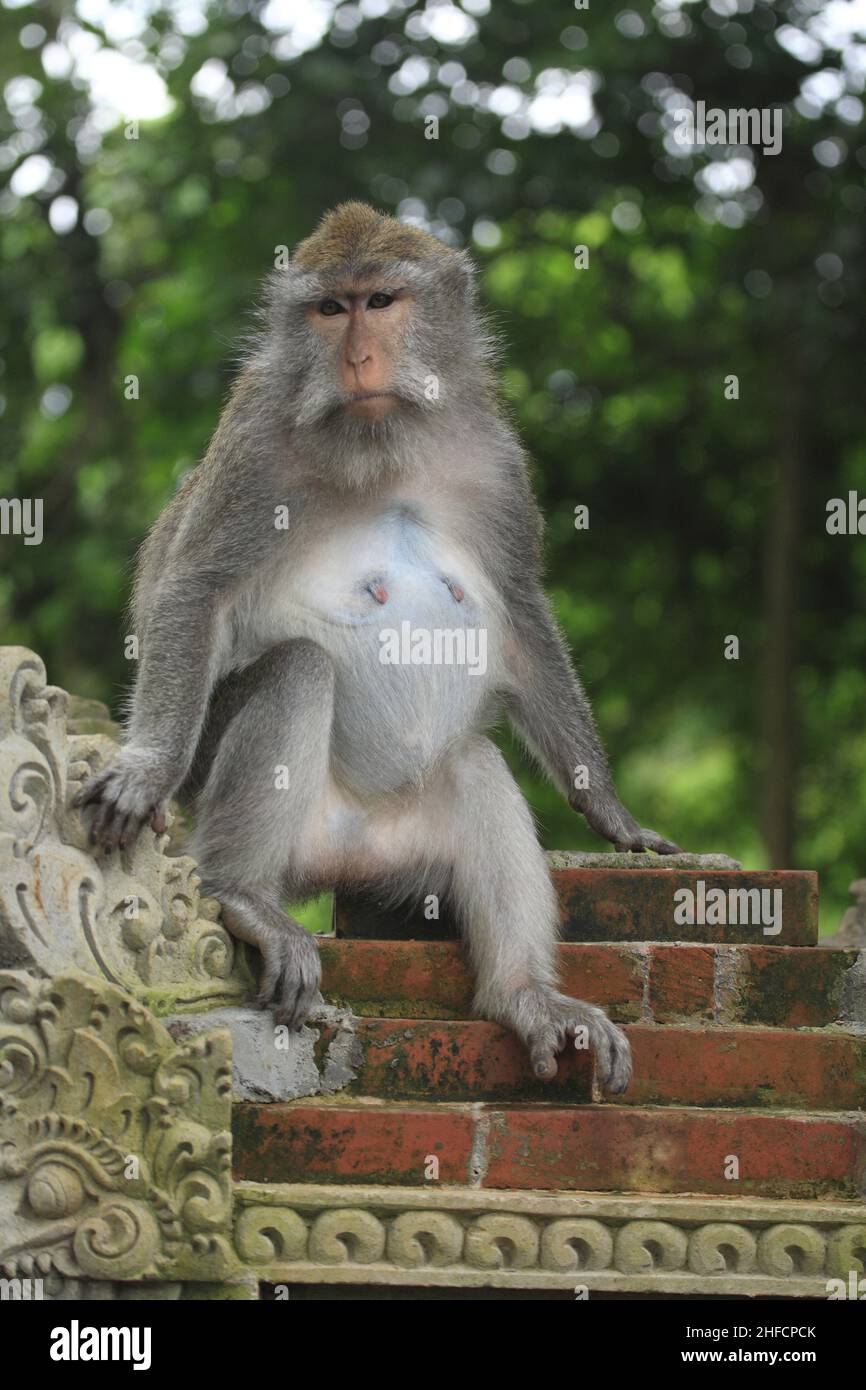 Macaques Sangeh forêt de singes Bali, Indonésie Banque D'Images