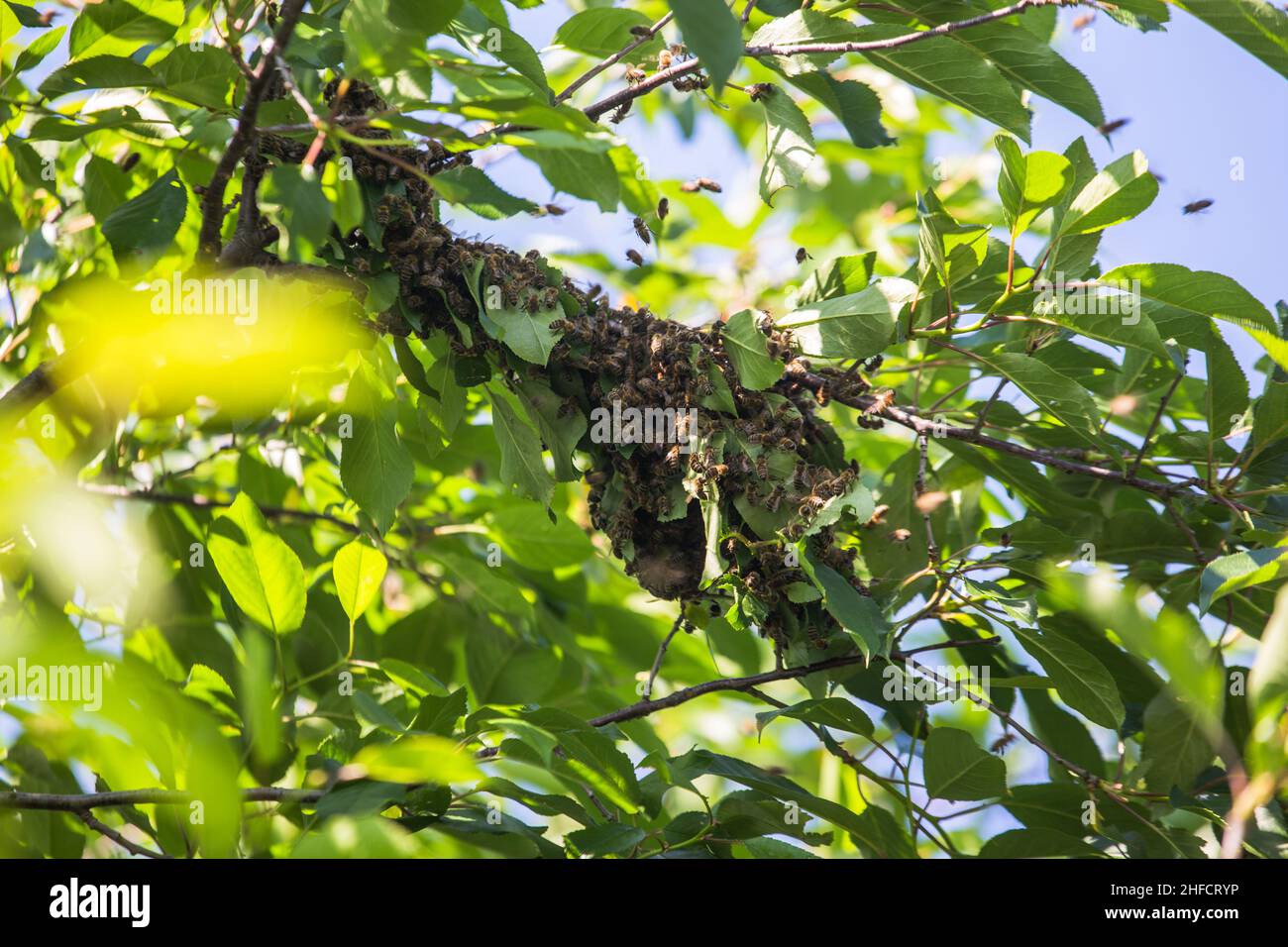 essaim d'abeilles sur une branche d'arbre.Un petit essaim d'abeille sur une branche de cerise dans le jardin près de l'apiaire. Banque D'Images