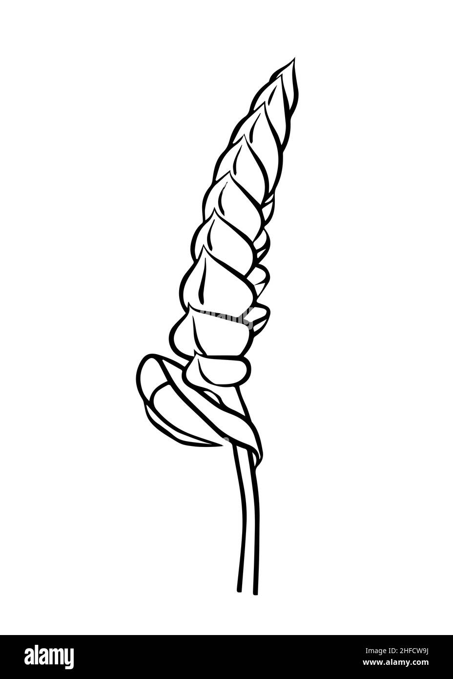 Dessin de contour d'une branche tillandsia Samantha.Clipart vecteur isolé.Conception botanique.Doodle. Illustration de Vecteur