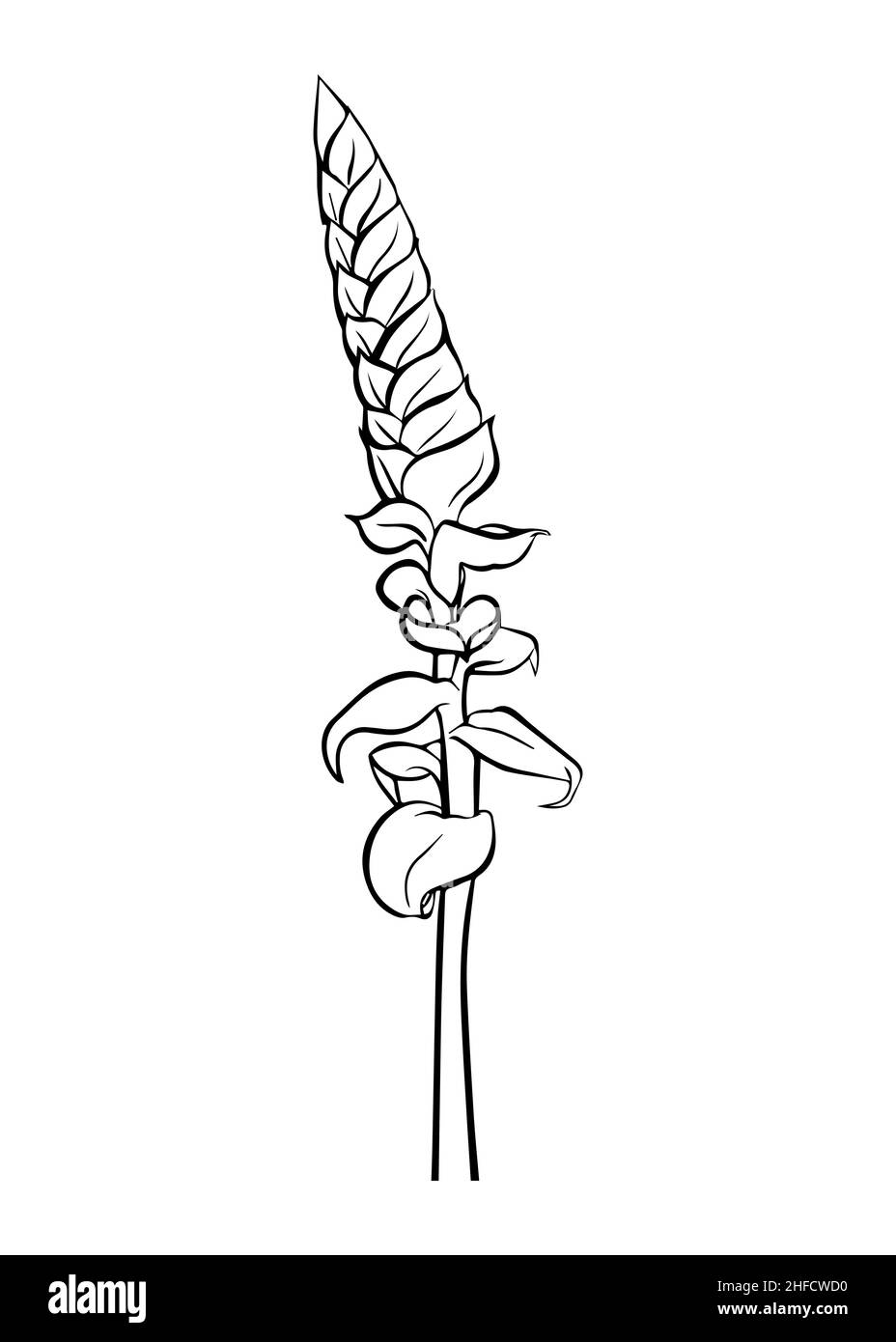 Dessin de contour d'une branche tillandsia Samantha.Clipart vecteur isolé.Conception botanique.Doodle. Illustration de Vecteur Dessin de contour d'une branche tillandsia Samantha.Clipart vecteur isolé.Conception botanique.Doodle. Illustration de Vecteur