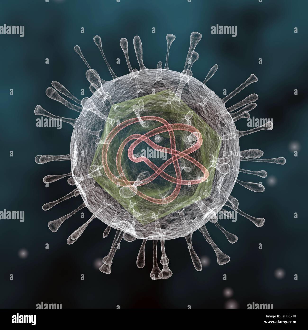 Illustration d'un seul virus flottant représenté avec l'enveloppe protéinique environnante qui encapsule le capside icosaédrique interne. Banque D'Images