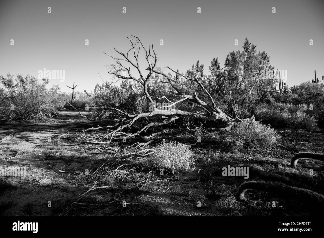 Scène de Sonoran - Red Rock, Arizona - janvier 2022 Banque D'Images