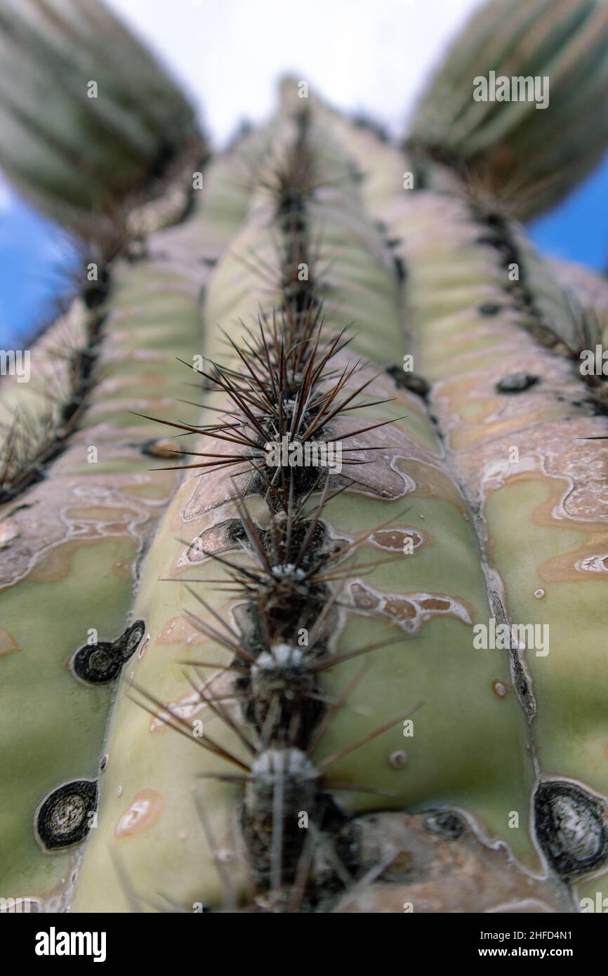 Saguaro Cactus Prickly - Red Rock, Arizona - décembre 2021 Banque D'Images