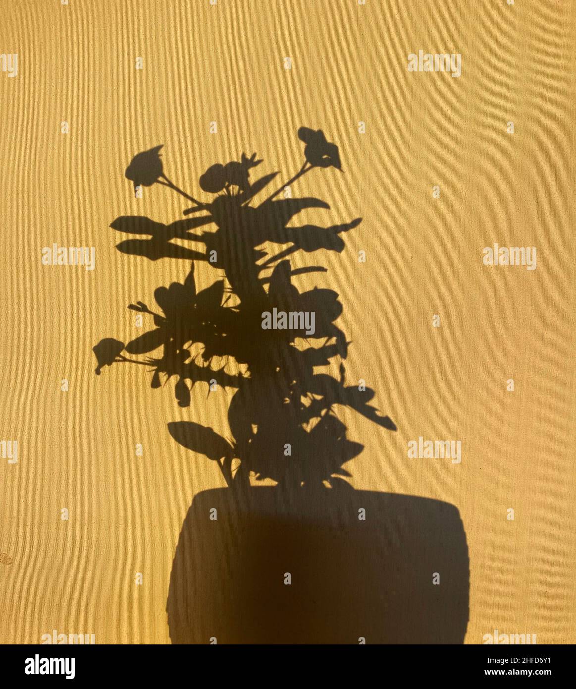 Ombre de cactus dans pot réfléchie sur le mur. Banque D'Images