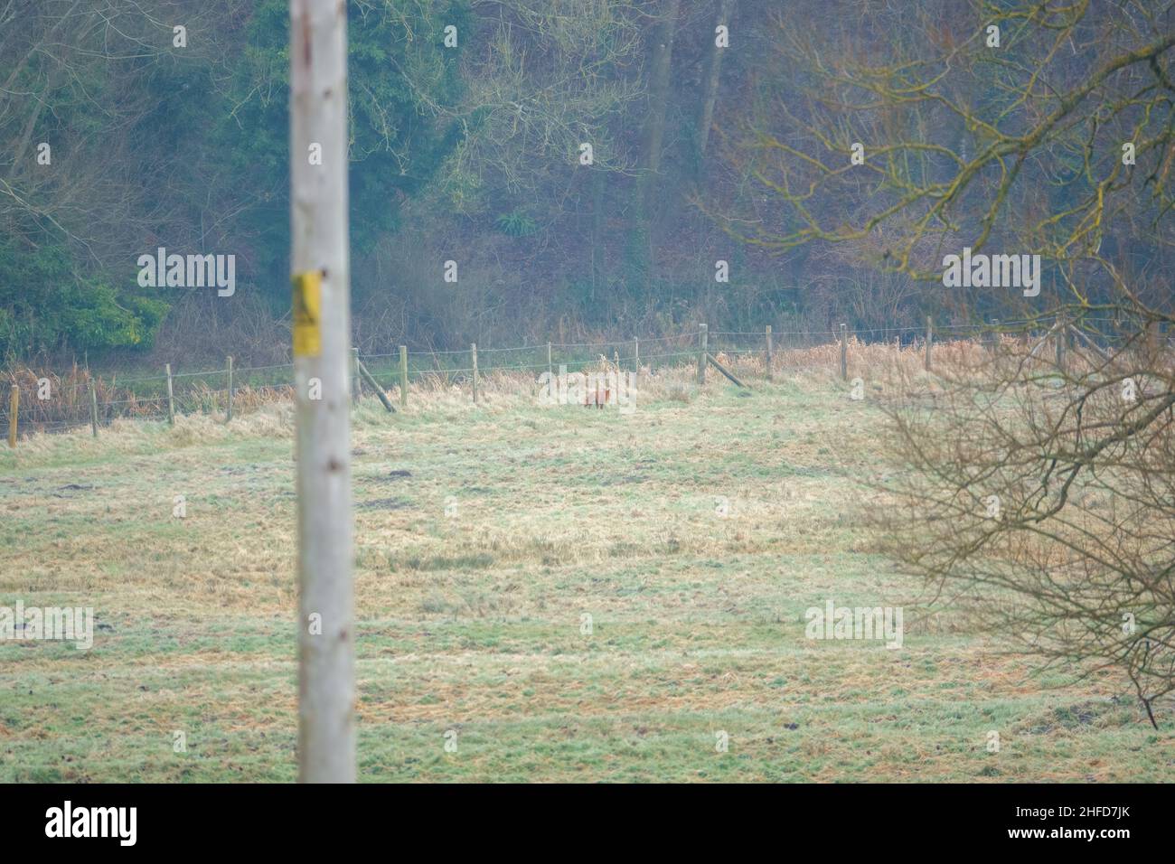 Un renard sauvage longe la rive de la rivière à l'affût de son prochain repas, Salisbury Plain UK Banque D'Images