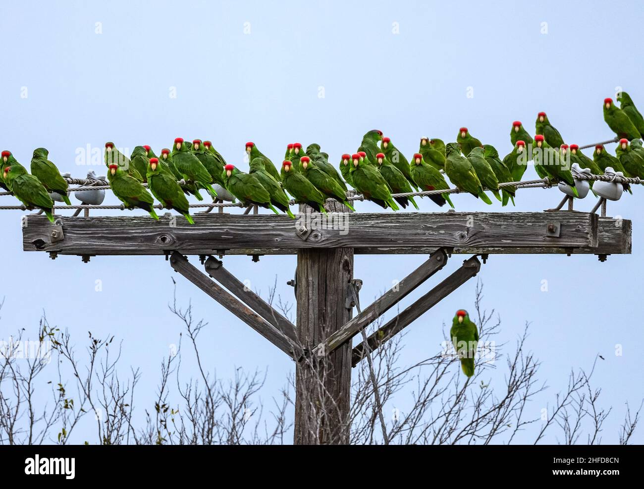 Troupeau de perroquets à couronne rouge (Amazona viridigenalis) installés en zone urbaine.McAllen, Texas, États-Unis. Banque D'Images