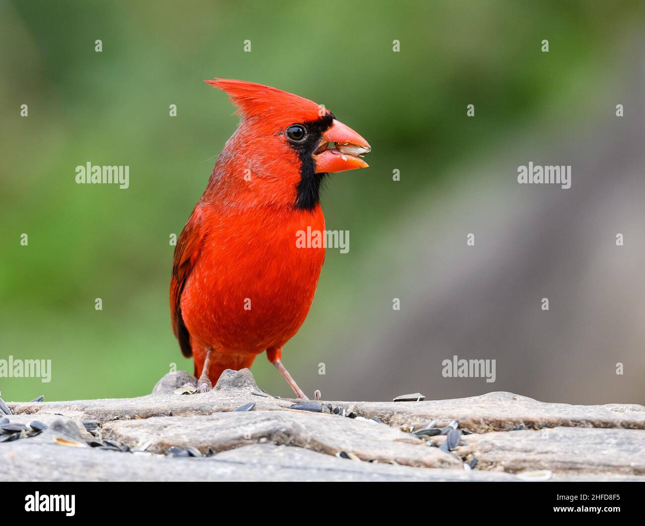 Un cardinal du Nord (cardinalis cardinalis) se nourrissant de graines de tournesol.Centre national des papillons.McAllen, Texas, États-Unis. Banque D'Images