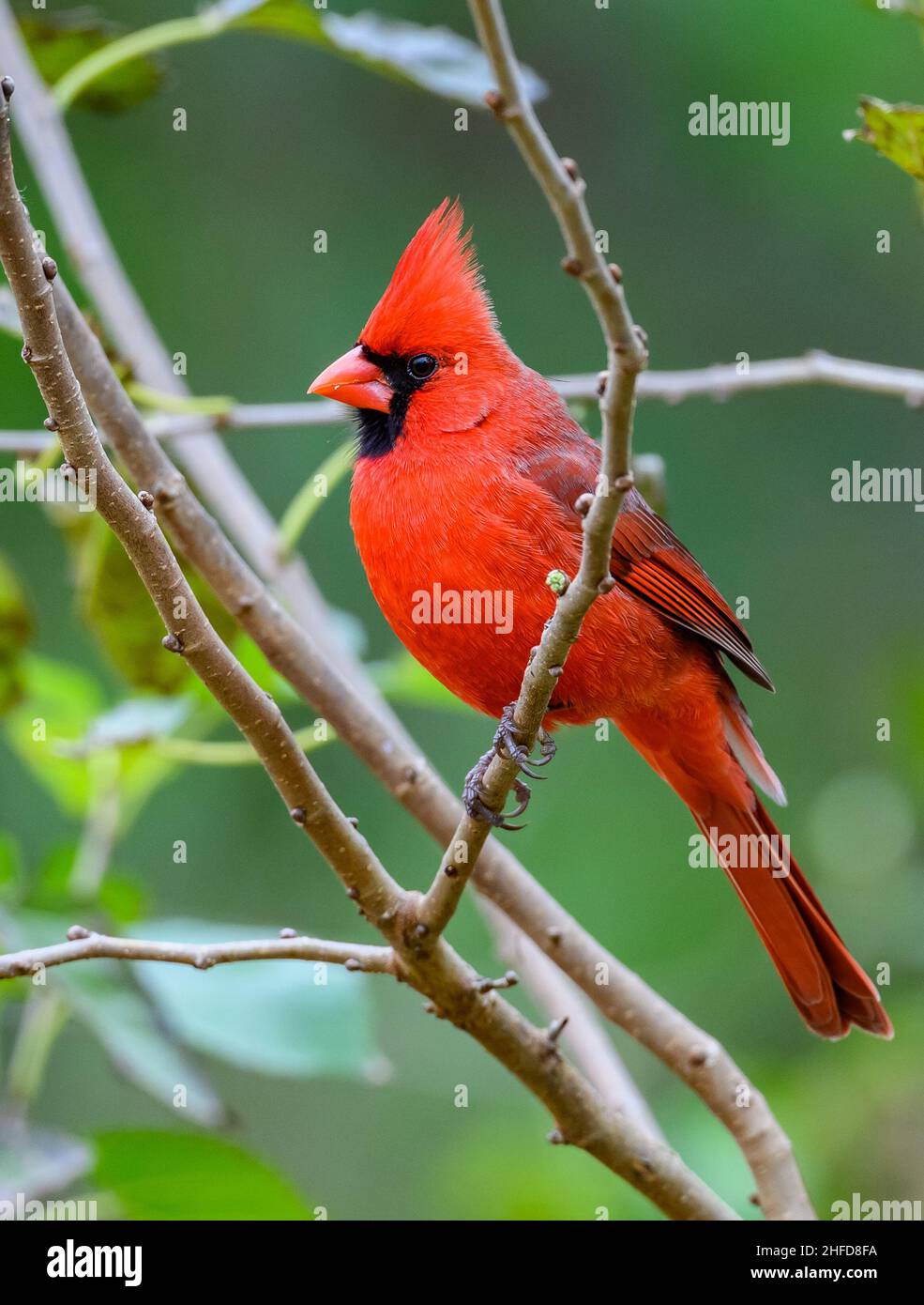 Un cardinal du Nord (cardinalis cardinalis) perché sur une branche.Centre national des papillons.McAllen, Texas, États-Unis. Banque D'Images