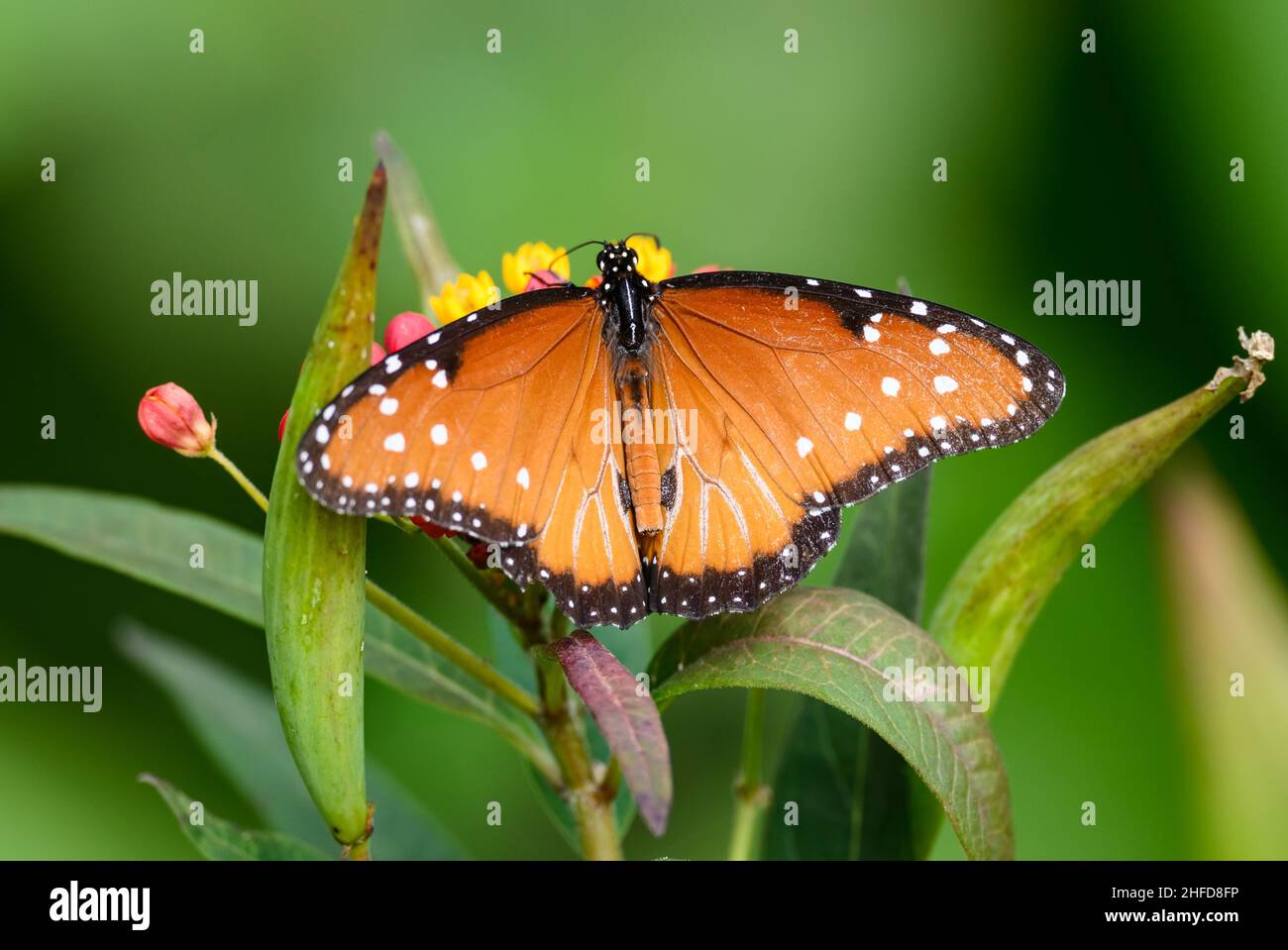 Un papillon coloré de la Reine (Danaus gilippus) se nourrissant de fleurs.Centre national des papillons.McAllen, Texas, États-Unis. Banque D'Images