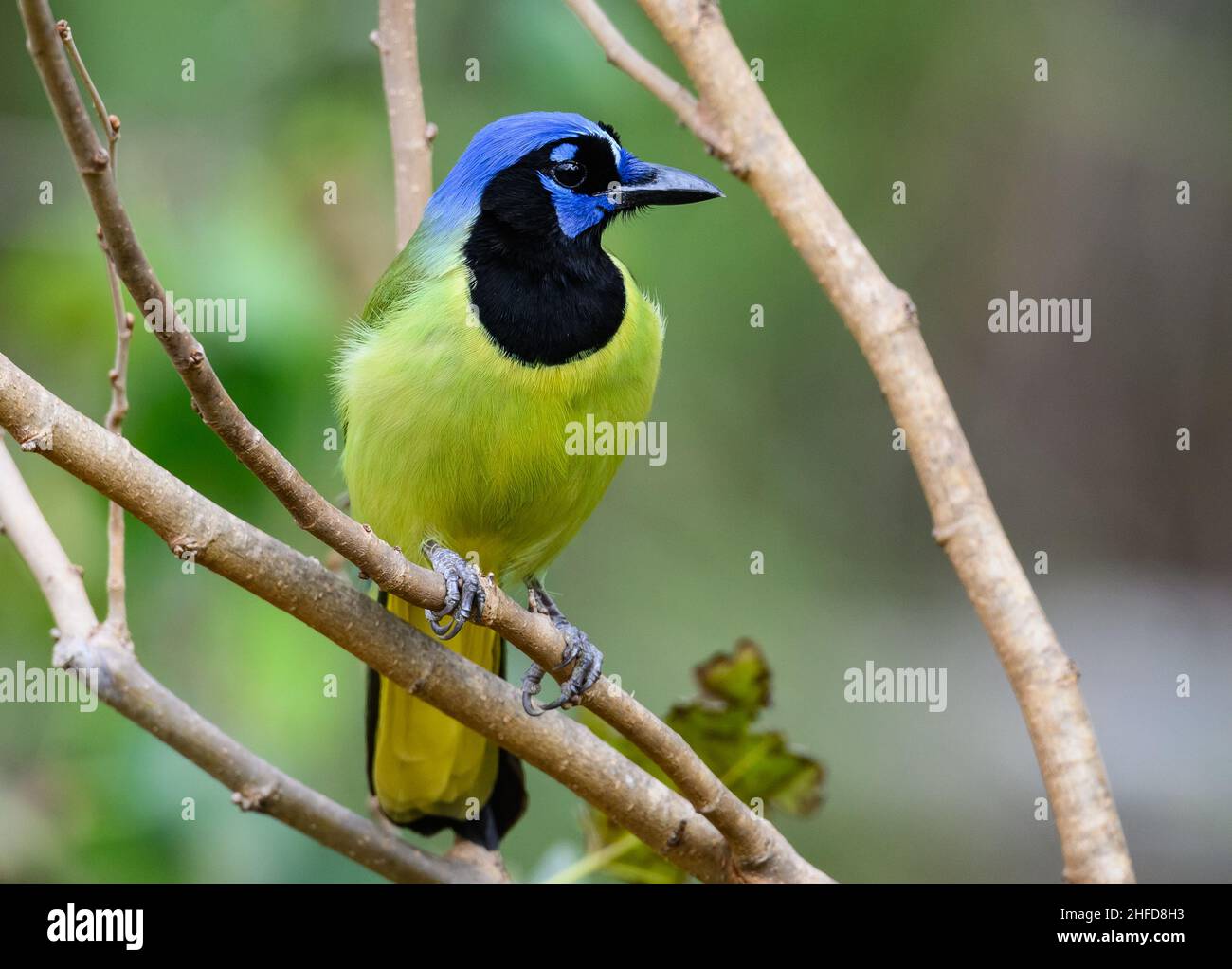 Un geai vert coloré (Cyanocorax yncas) perché sur une branche.Centre national des papillons.McAllen, Texas, États-Unis. Banque D'Images