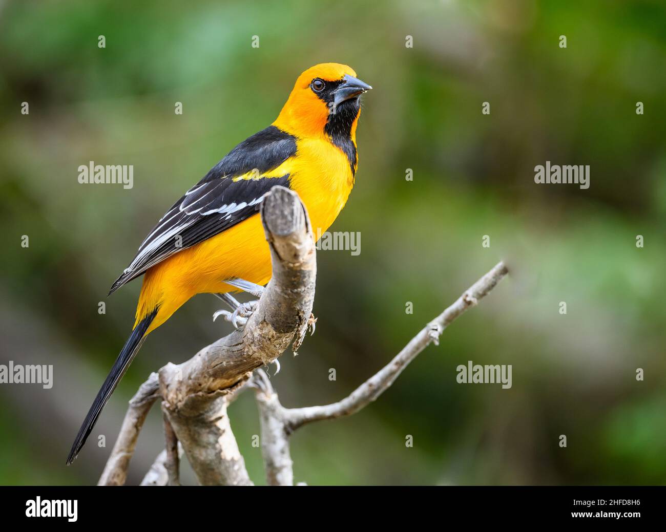 Une Altamira Oriole (Icterus gularis) perche ne porte pas de branche.Centre national des papillons.McAllen, Texas, États-Unis. Banque D'Images