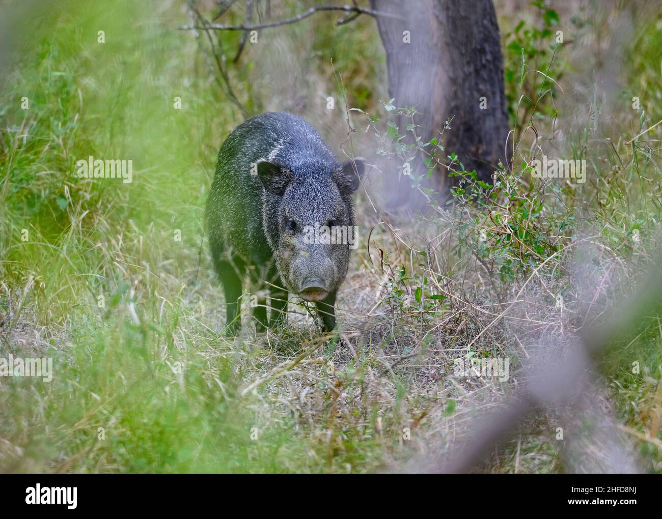 Javelina, ou Peccary à collier (Dicolytes tajacu), dans la nature.Parc national de Starter Canyon, Texas, États-Unis. Banque D'Images