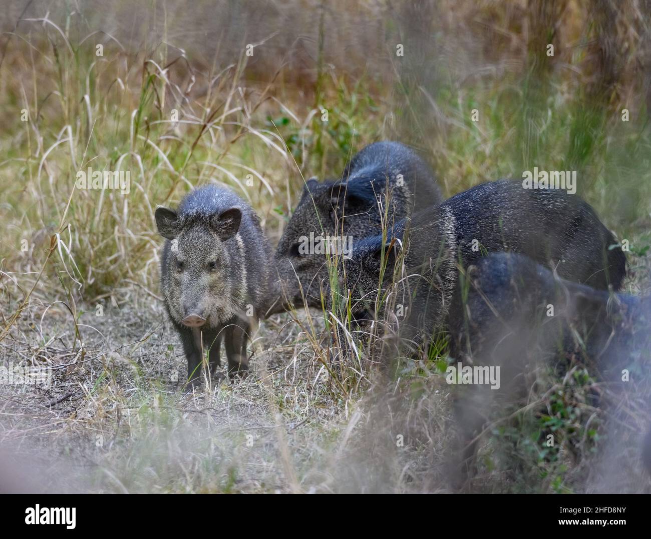 Javelina, ou Peccary à collier (Dicolytes tajacu), dans la nature.Parc national de Starter Canyon, Texas, États-Unis. Banque D'Images