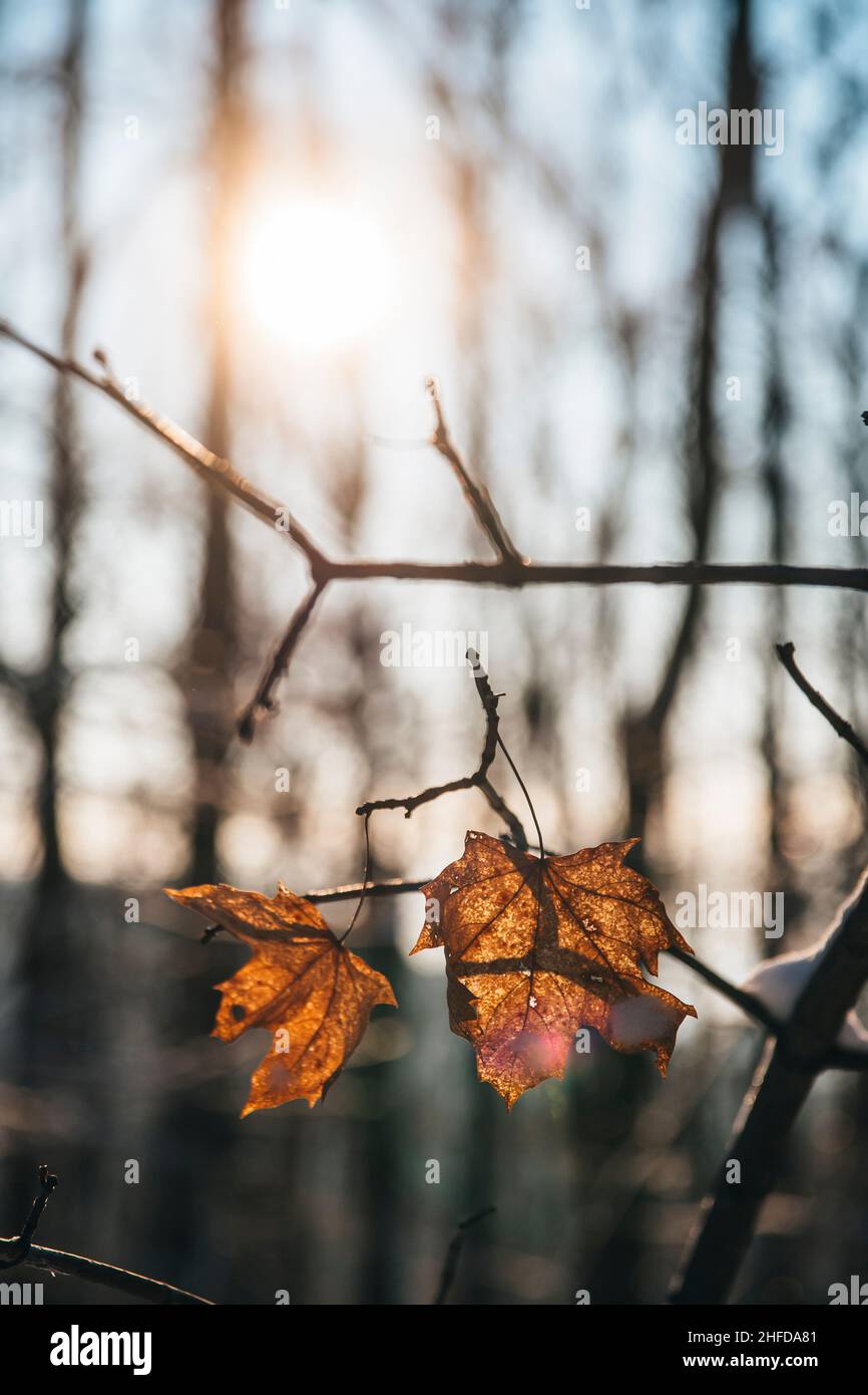 Soleil couchant à travers des feuilles d'orange recouvertes d'un peu de neige.Branches d'arbres couvertes de neige.Bel hiver. Banque D'Images