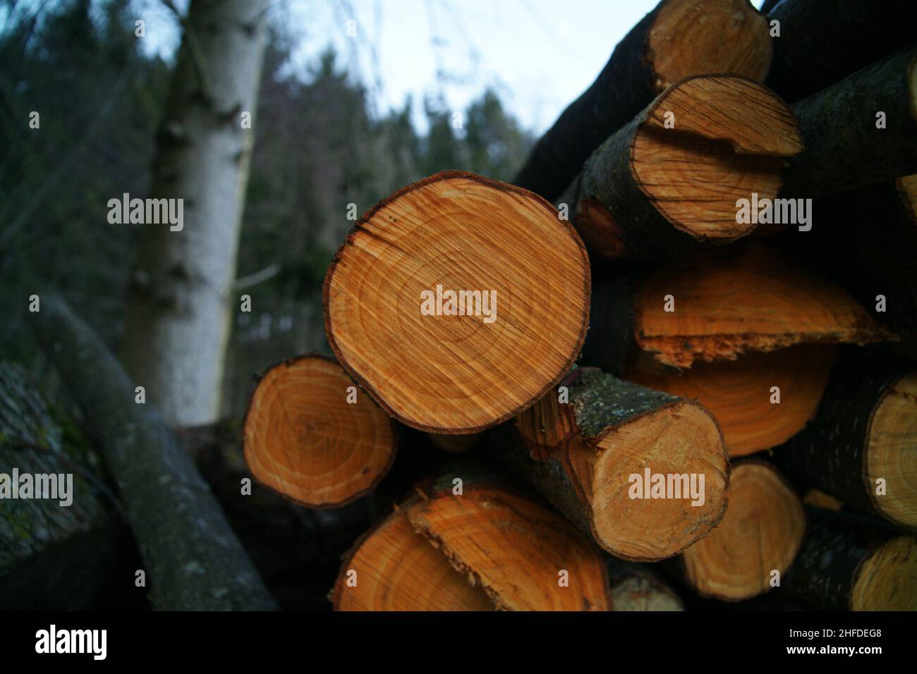 Bois aux couleurs vives empilées Banque D'Images Bois aux couleurs vives empilées Banque D'Images