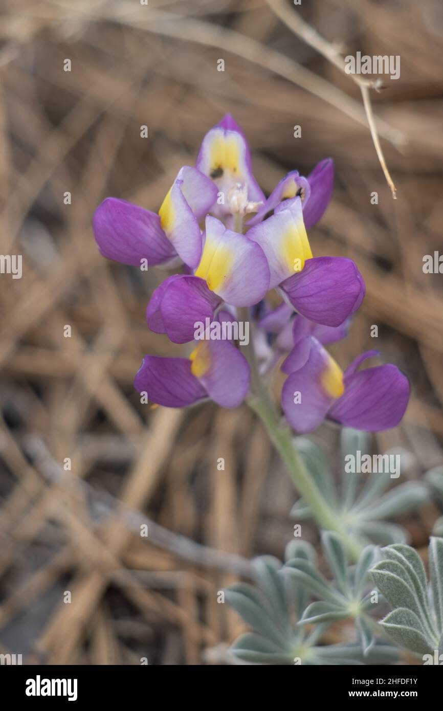 Race à fleur pourpre de Silver WolfSpirit, Lupinus albifrons, Fabaceae, sous-arbuste monoclinal natif dans les montagnes San Gabriel, été. Banque D'Images