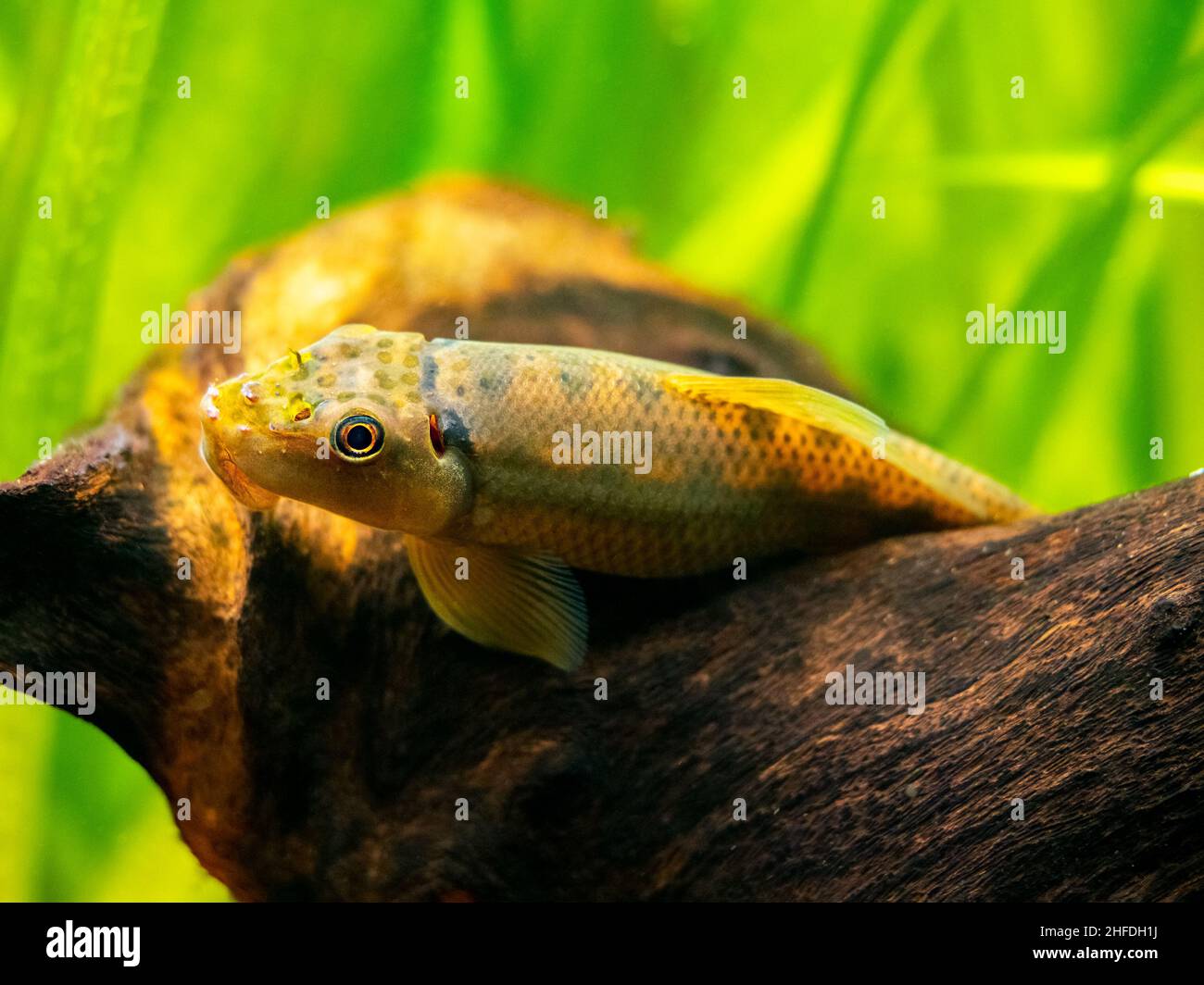 Foyer sélectif d'une algue chinoise Eater (Gyrinocheilus aymonieri) dans un réservoir à poissons avec fond flou Banque D'Images