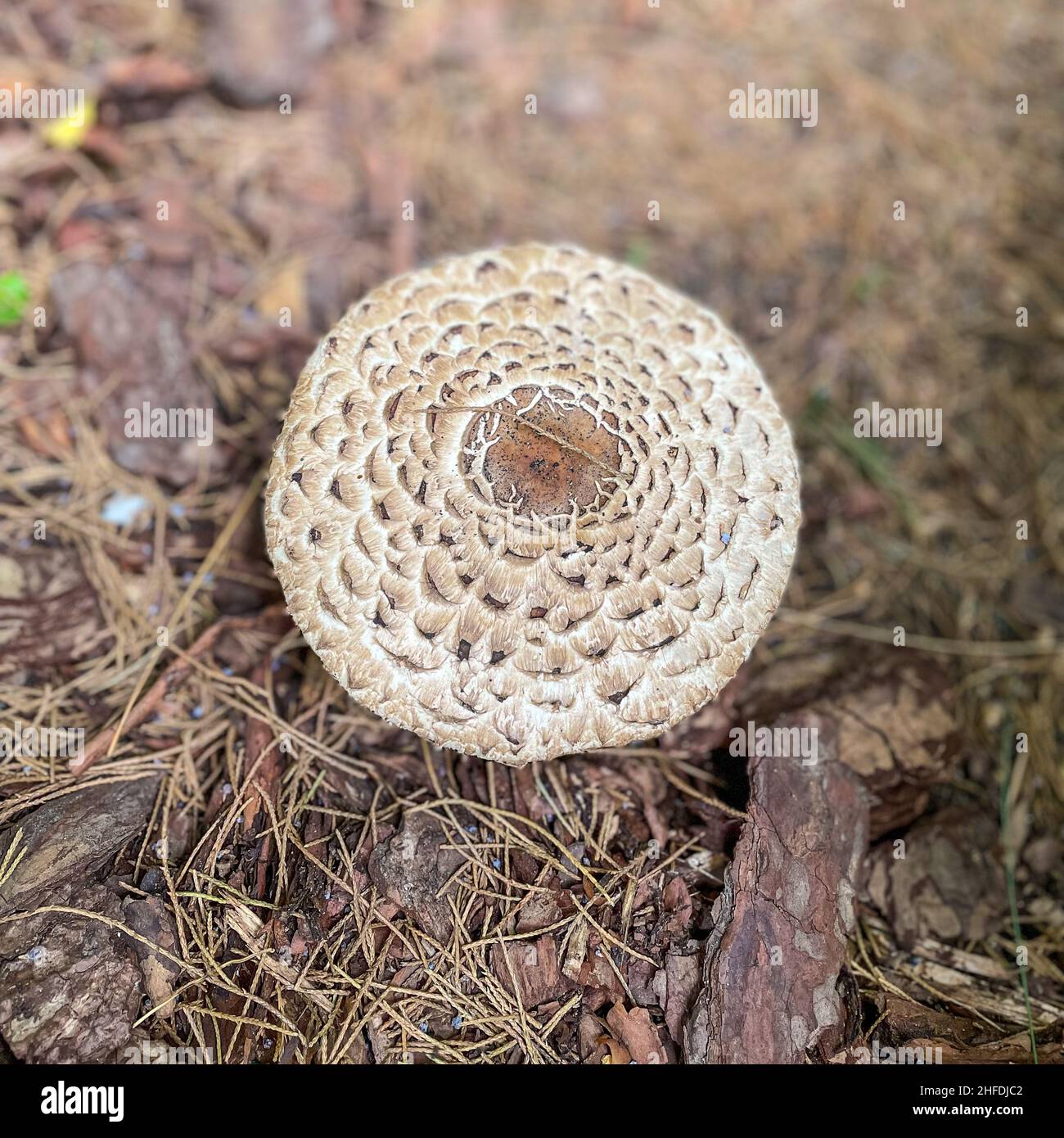 Le champignon parasol (Macrolepiota procera) est un champignon basidiomycète dont le grand fructifier proéminent ressemble à un parasol.C'est un sp. Assez commun Banque D'Images