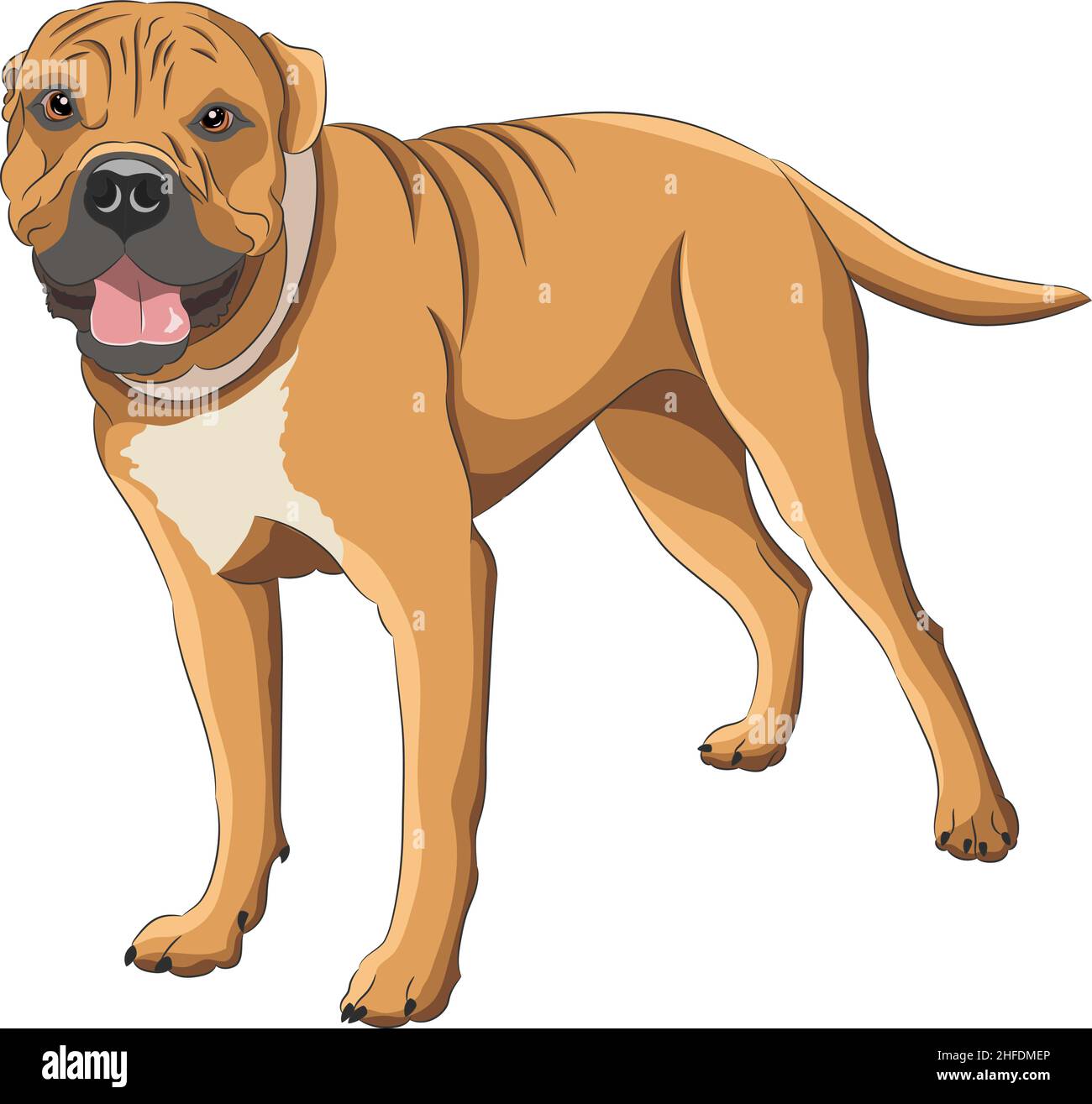 American Staffordshire Terrier isolé sur fond blanc.Illustration vectorielle. Illustration de Vecteur