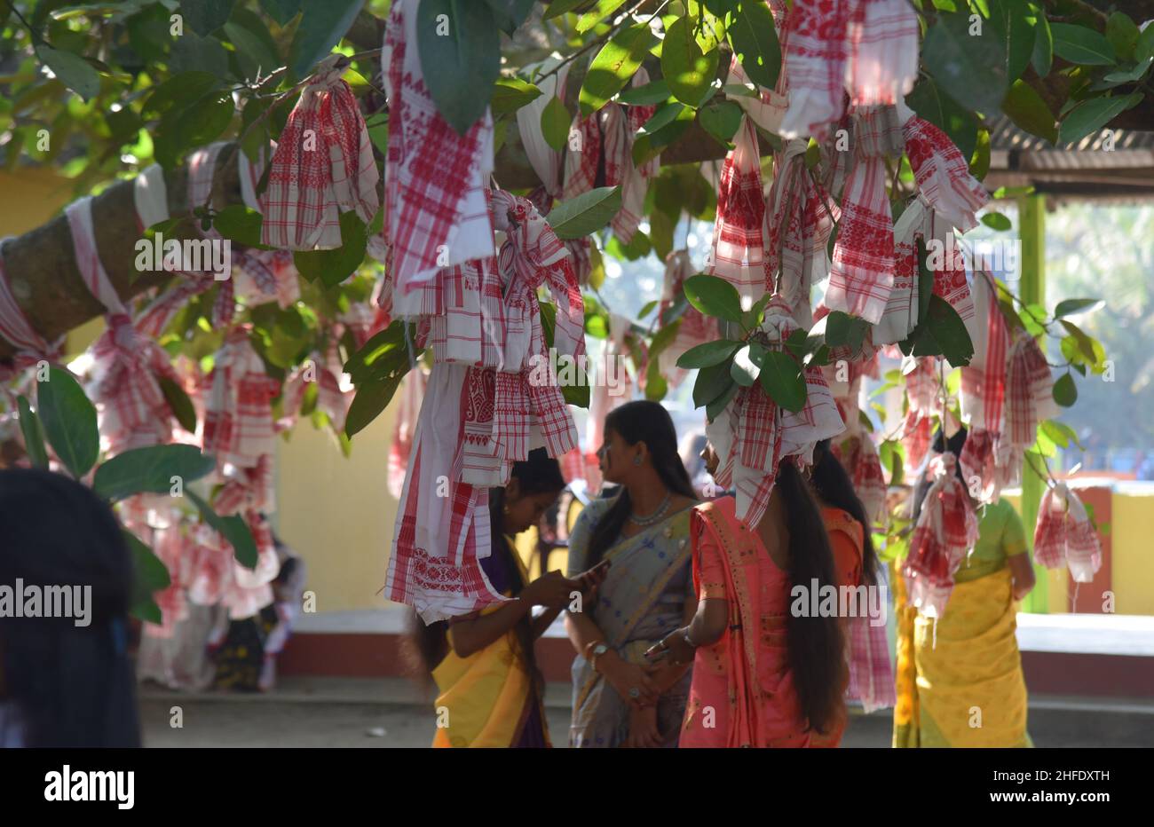 Guwahati, Guwahati, Inde.15th janvier 2022.Les dévotés lient le gomacha assamois dans l'arbre banayen le premier jour du mois Saint assamois au temple de Garakhiya Goshai à Sorhog dans le district de Barpeta d'Assam Inde le samedi 15th janvier 2022.croyance ancienne que le fianlage du gomacha dans l'arbre banayen accomplissent tous les rêves des dévotés (Credit image:© Dasarath Deka/ZUMA Press Wire) Banque D'Images