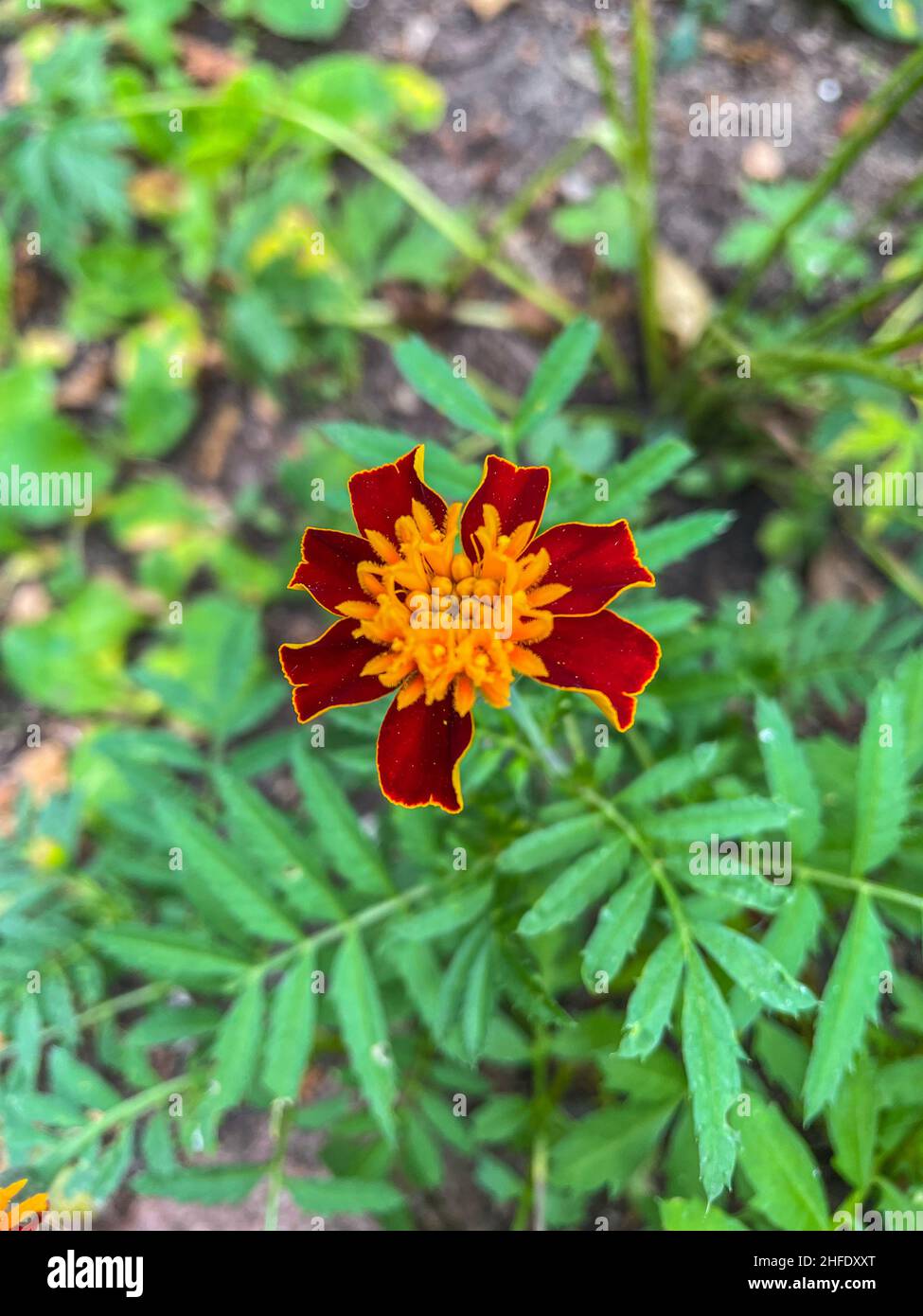 Le marigot français (Tagetes patula) est une espèce de plante florale de la famille des pâquerettes, originaire du Mexique et du Guatemala avec plusieurs populati naturalisés Banque D'Images
