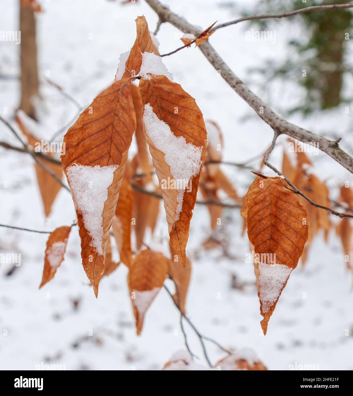 Feuillage marcescent d'un hêtre américain (Fagus grandifolia). Feuilles mortes et sèches recouvertes de neige fraîche. Catskill Mountains, New York Banque D'Images