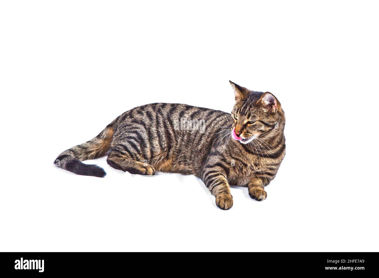 Patte De Chat Qui Leche Banque D Images Detourees Alamy