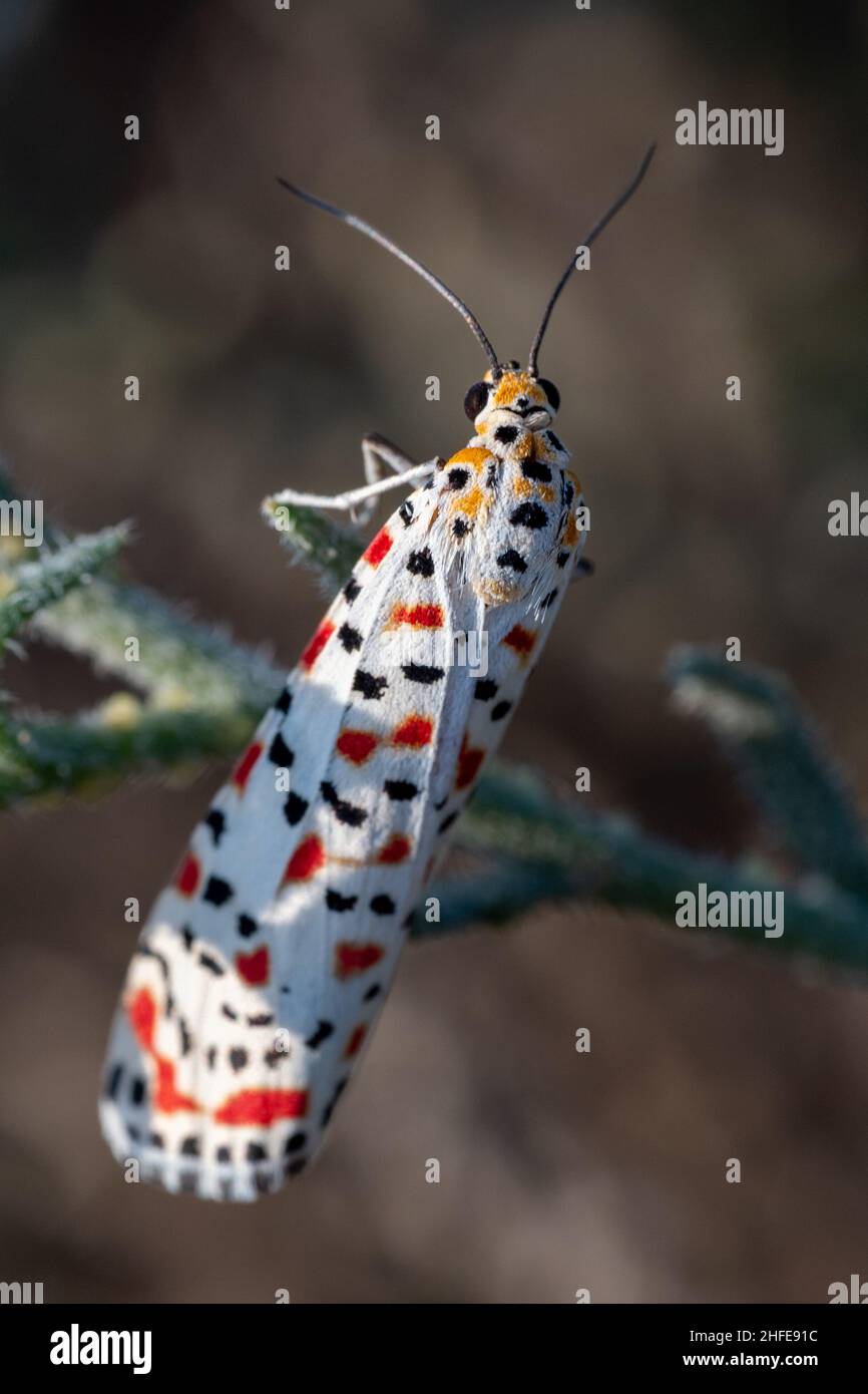 Utetheisa pulchella, la flunkey crimpée, le footman crimpé ou la macro-photographie de papillon crimpée. Banque D'Images