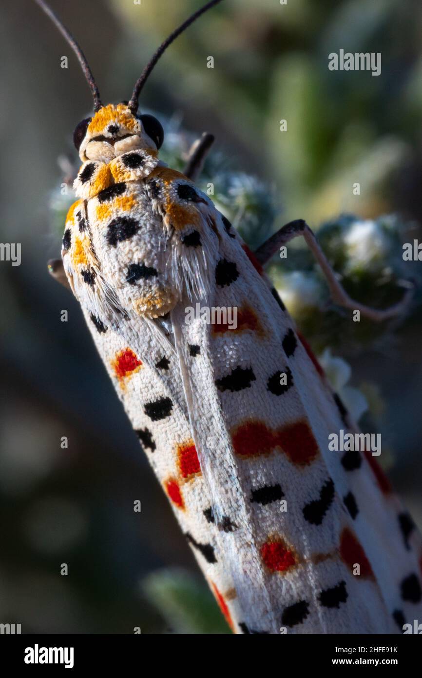 Utetheisa pulchella, la flunkey crimpée, le footman crimpé ou la macro-photographie de papillon crimpée. Banque D'Images