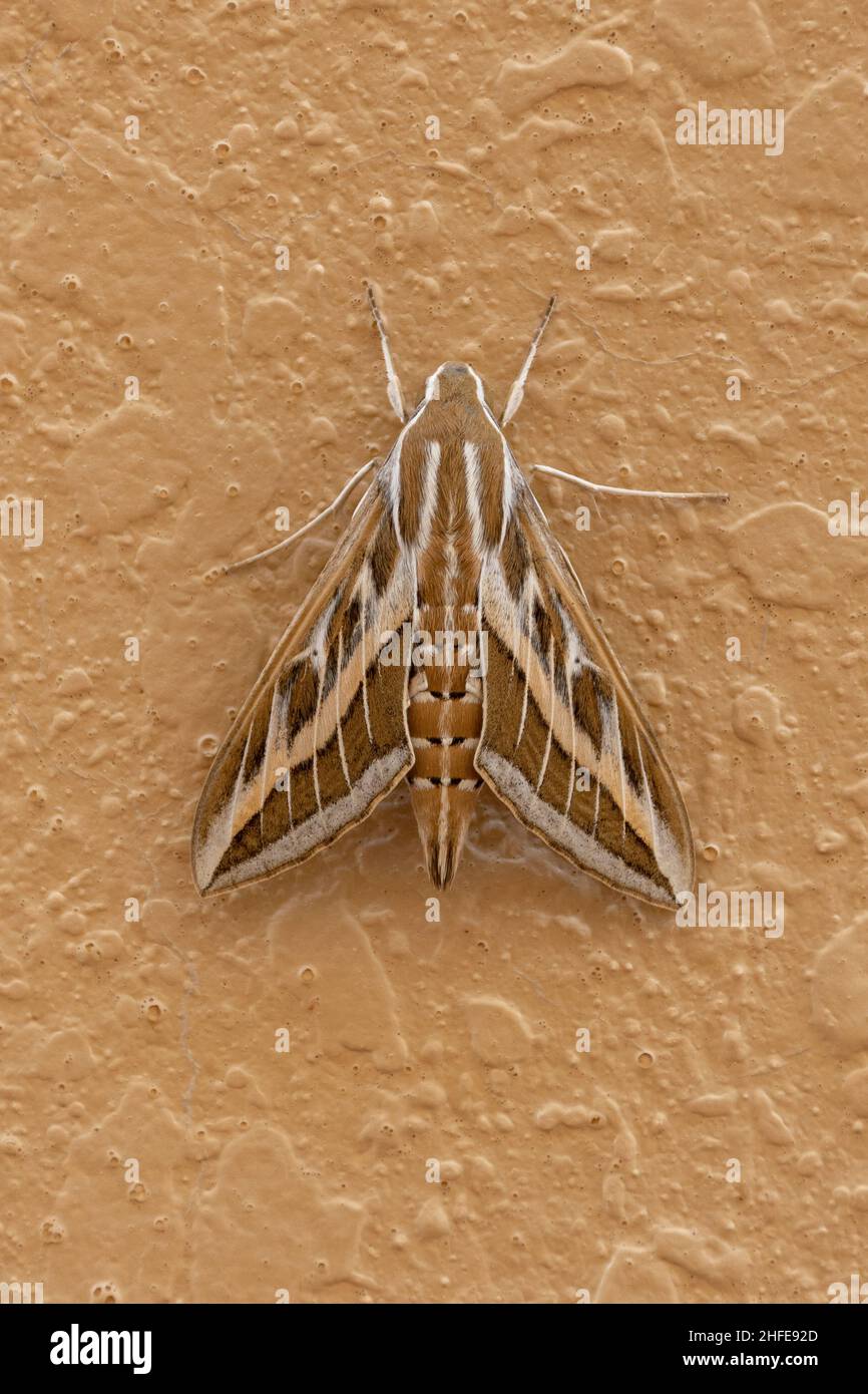 Un bar d'argent Hawk Moth ou Vine Hawk Moth, repose sur le sol (Hippotion celerio) dans les Émirats arabes unis (EAU). Banque D'Images