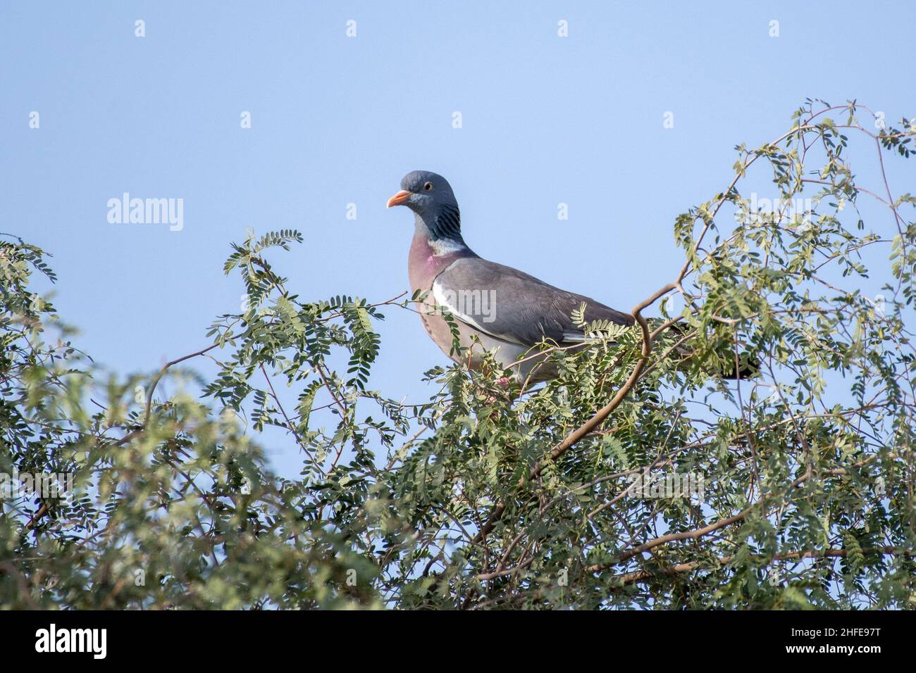 Pigeon en bois commun (Columba palumbus) dans un arbre au lac Al Qudra à Dubaï, Émirats arabes Unis Banque D'Images