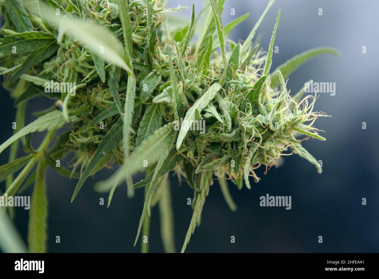 Marijuana ou Sativa cannabis indica bourgeon fleur de chanvre plante closeup. Banque D'Images