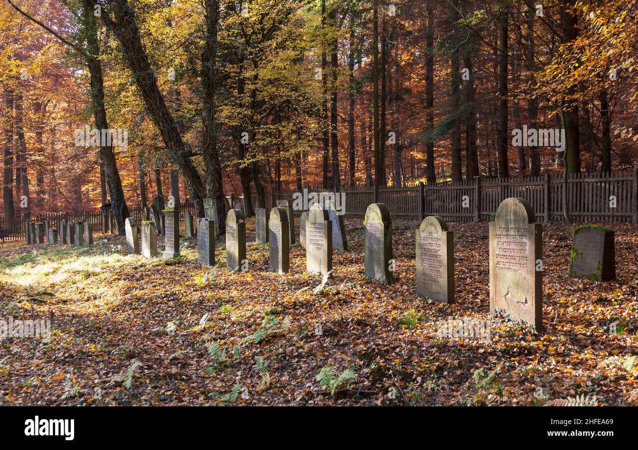 ancien cimetière juif dans la forêt de chênes Banque D'Images