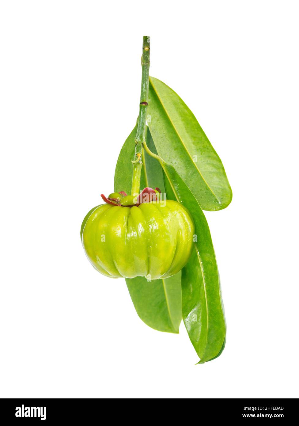 Garcinia cambogia fruits frais et stéthoscope, isolés sur blanc.Garcinia atroviridis est une plante épicée et riche en vitamine C et en acides citrique hydroxy ( Banque D'Images