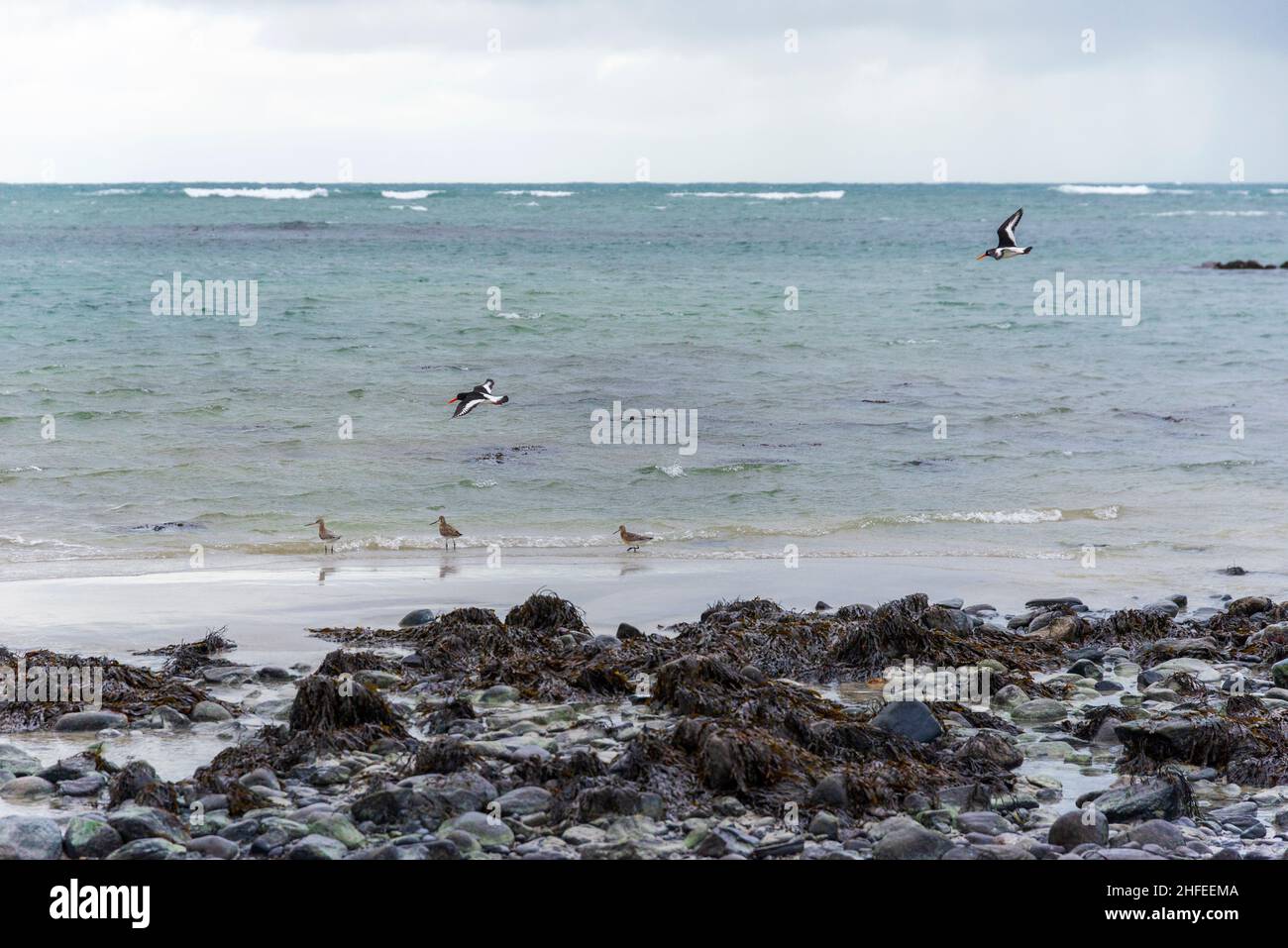 Trois godwits sur la plage de recherche de nourriture et deux ostréiculteurs en vol Banque D'Images