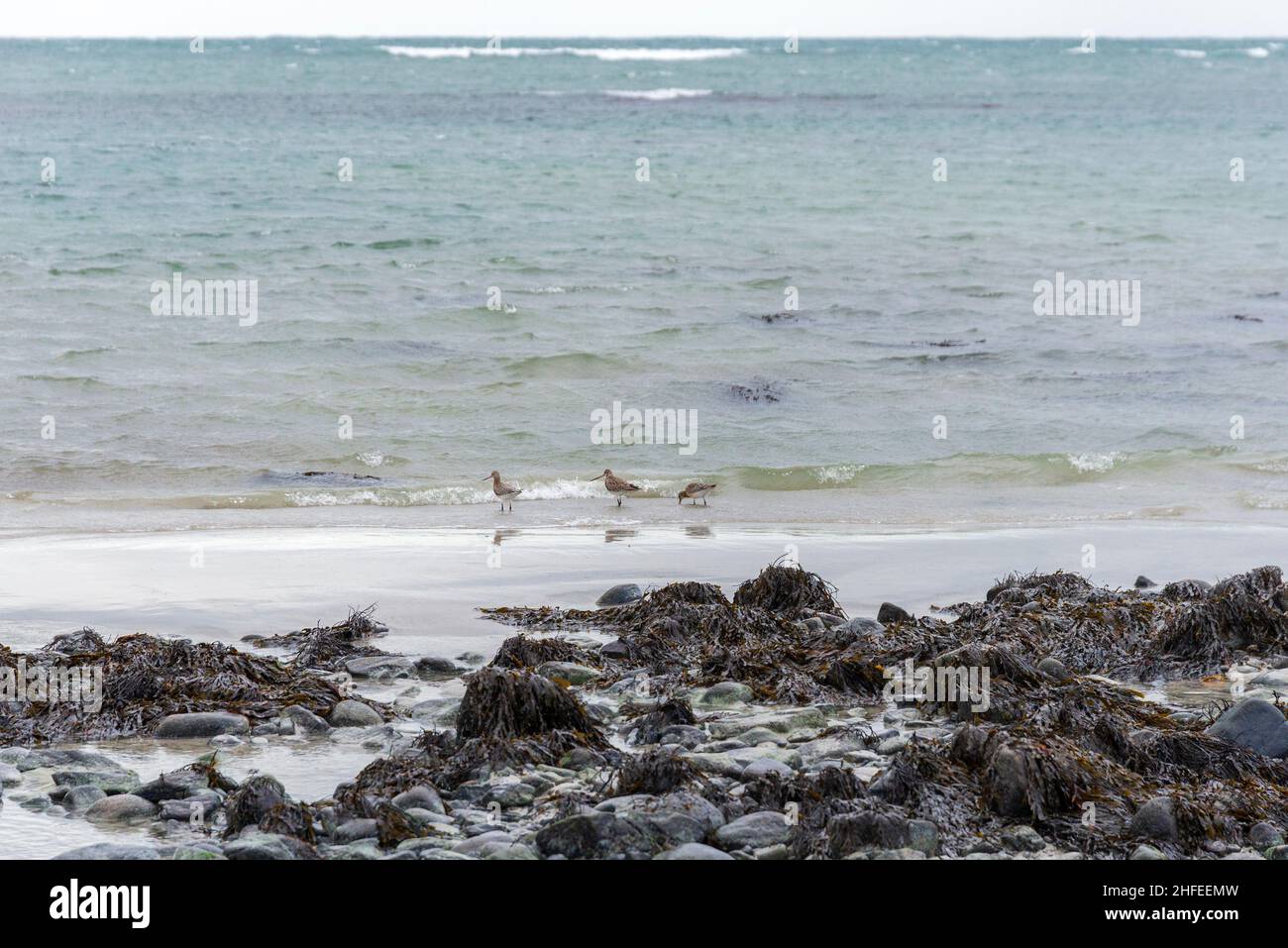 Trois godwits sur une plage de rivage de recherche de nourriture Banque D'Images