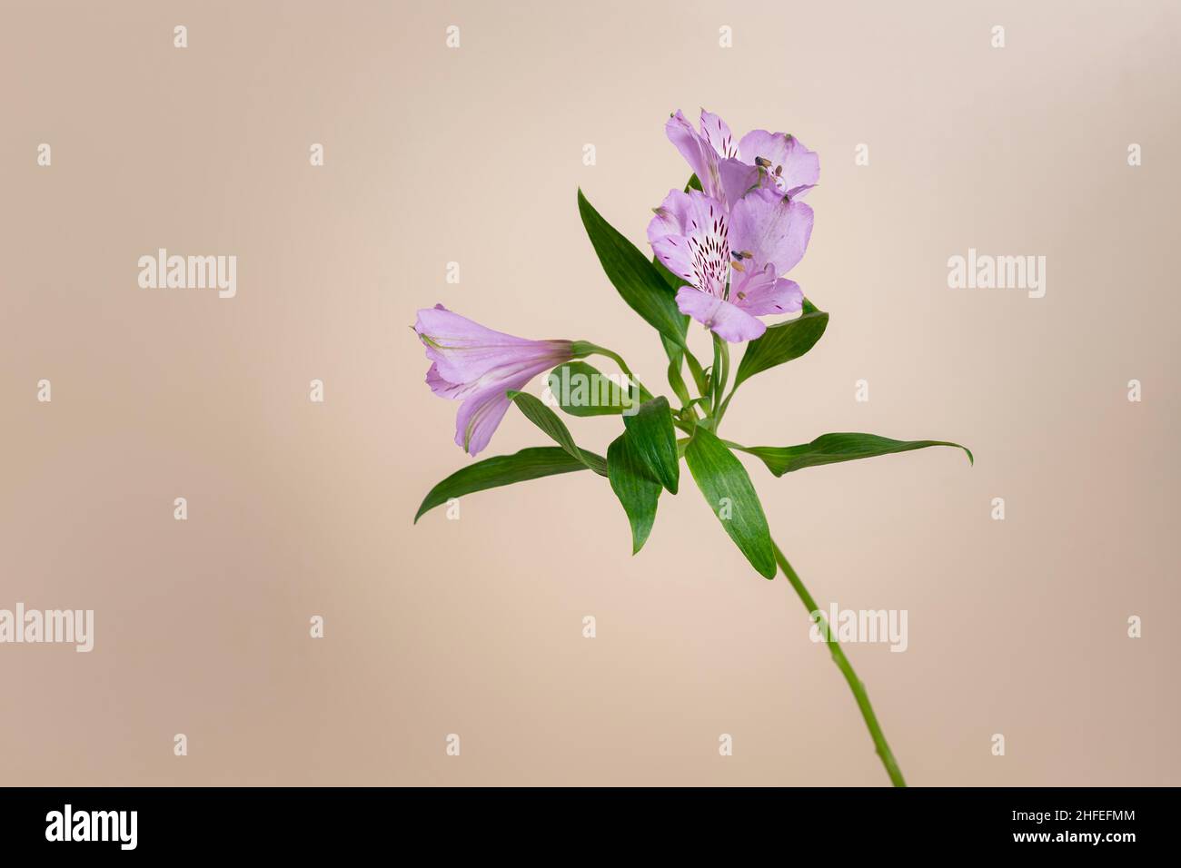 un seul violet alstroemeria fleurs de nénuphars sur fond beige pastel Banque D'Images