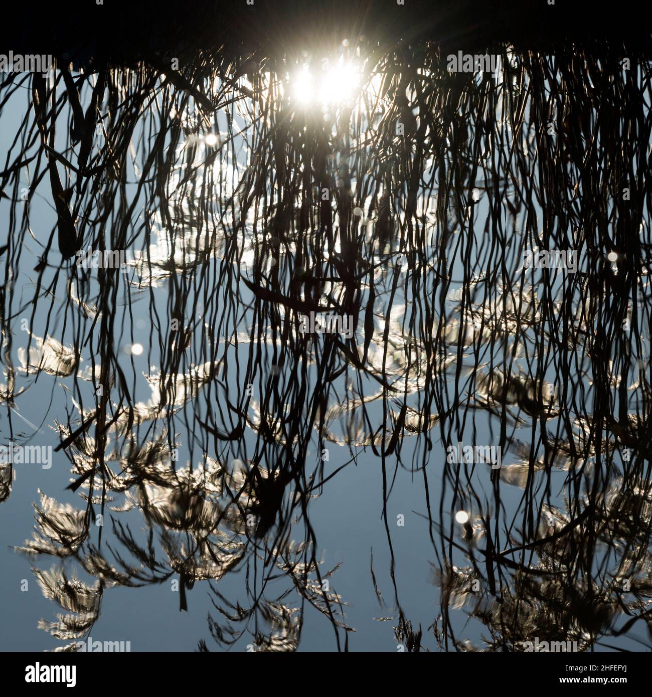 Roseaux reflète dans l'eau. Banque D'Images