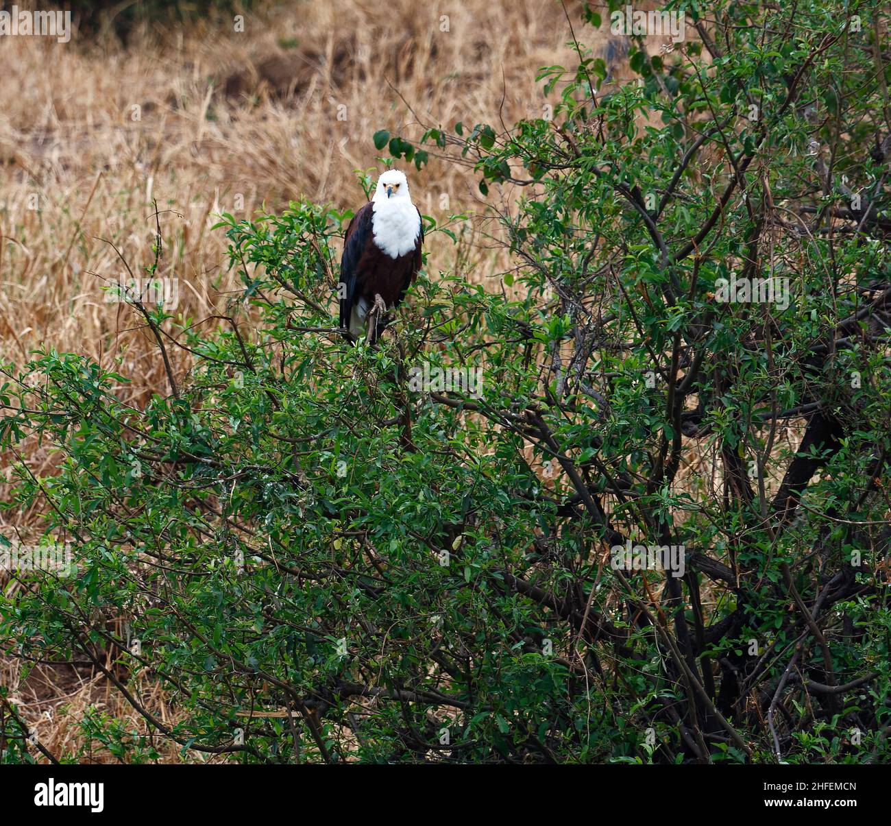 Aigle de poisson africain, assis dans un arbre, Haliaeetus chorifer, prédateur, aigle de mer africain,Faune, oiseau de proie, corps brun, tête et poitrine blanches, Tarang Banque D'Images