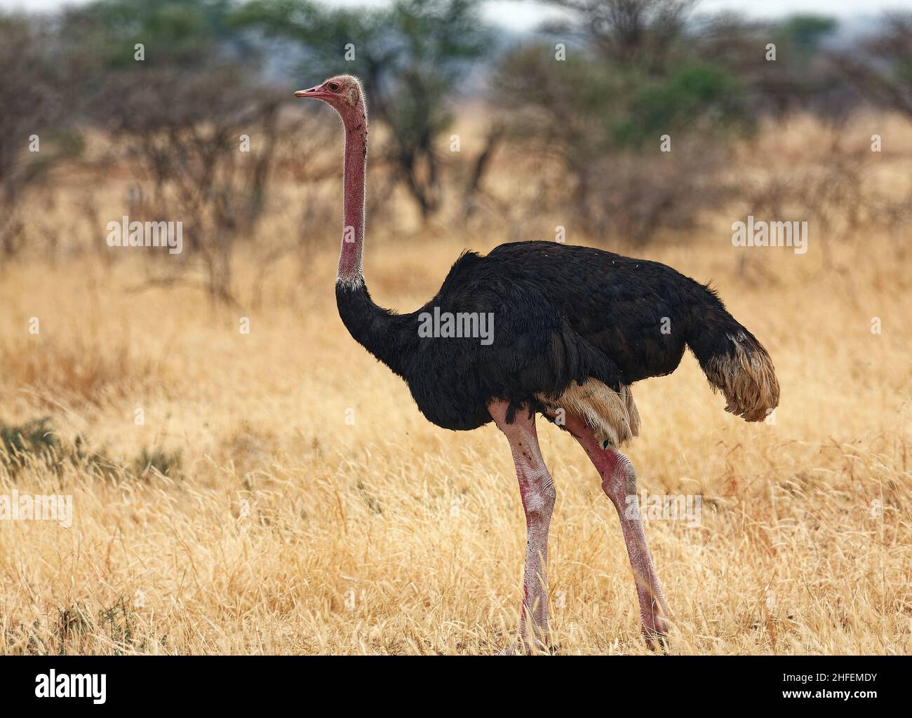 Randonnée autruche, Struthio camelus, le plus grand oiseau du monde, sans vol, jambes longues,Long cou, faune, Parc national de Tarangire; Tanzanie; Afrique Banque D'Images