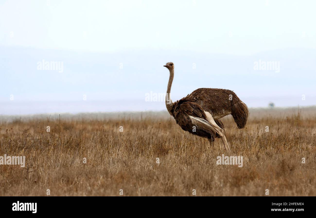 Randonnée autruche, Struthio camelus, le plus grand oiseau du monde, sans vol, jambes longues,Faune, Parc national du Serengeti; Tanzanie; Afrique; horizontale Banque D'Images