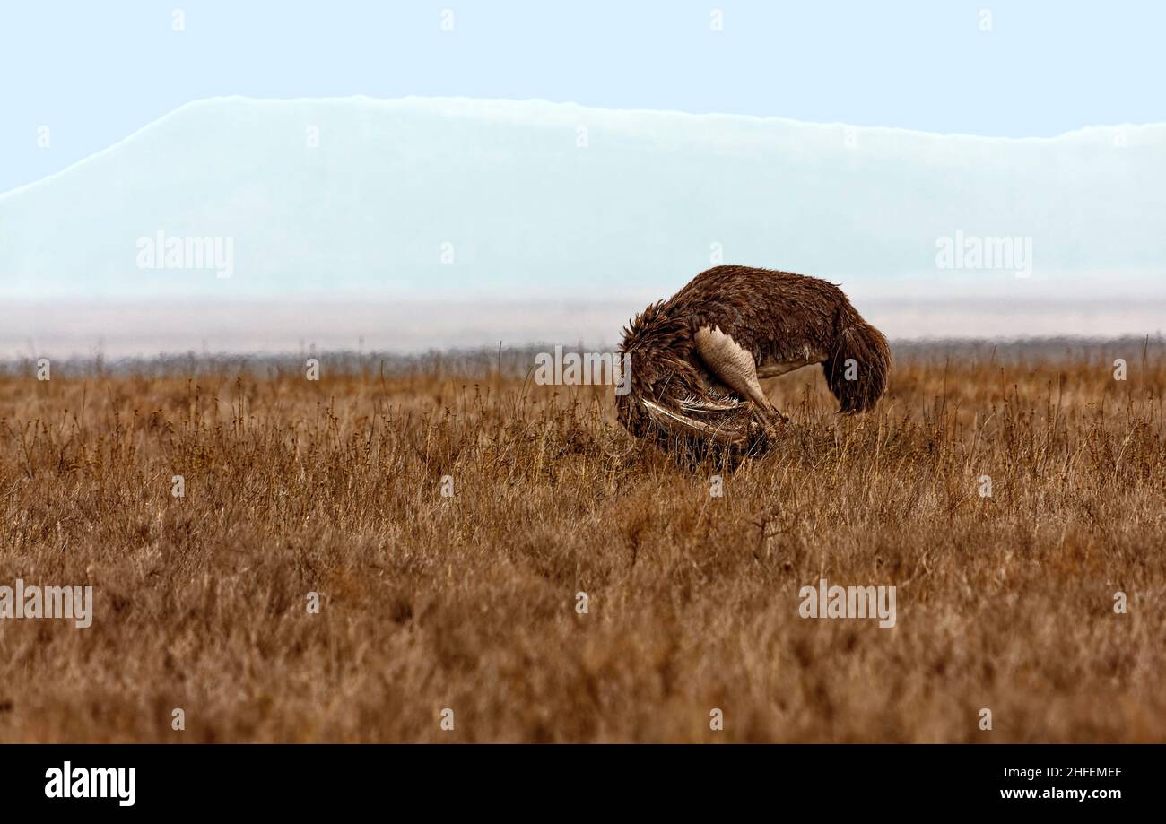 Ostrich preening, herbe haute, Struthio camelus, le plus grand oiseau du monde, sans vol,Longues jambes, long cou, faune, parc national de Serengeti, Tanzanie;A Banque D'Images