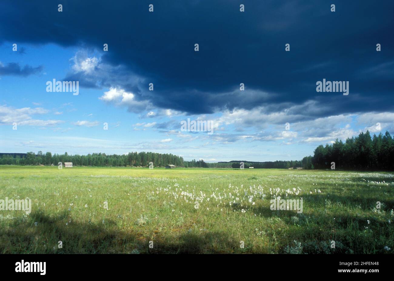 Vieux prés de foin à côté d'un ruisseau, ruisseau dans la forêt.Analogique.Des granges, du limbes et du coton commun.Été. Banque D'Images