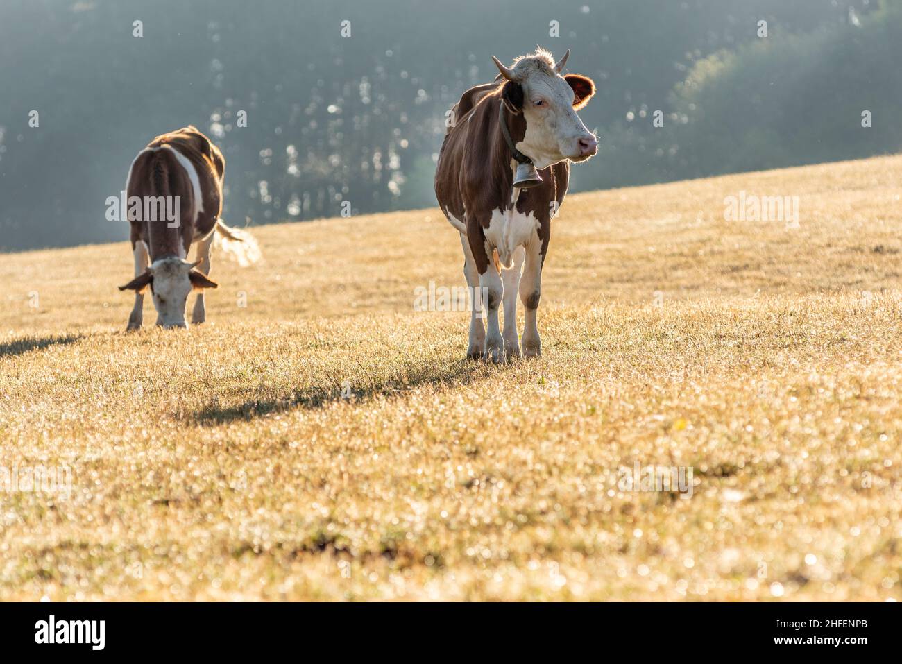 Vaches dans le pâturage le matin.Vache Montbéliarde dans le jura en France.Europe. Banque D'Images