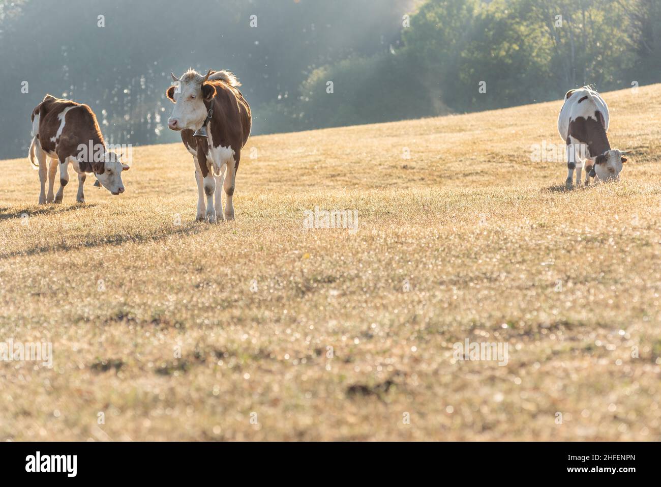 Vaches dans le pâturage le matin.Vache Montbéliarde dans le jura en France.Europe. Banque D'Images