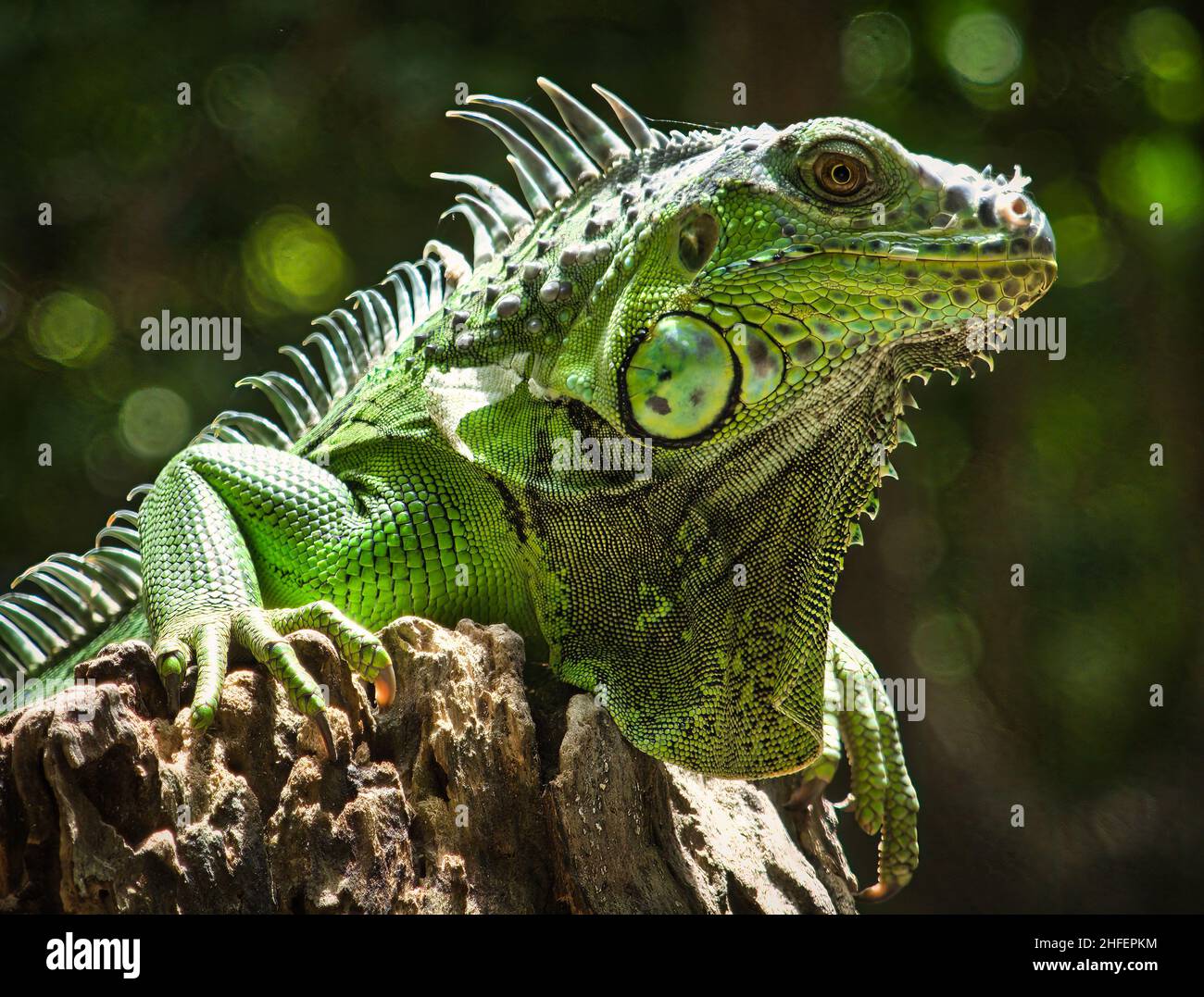 Iguana se prélassant au soleil à Bornéo, en Malaisie Banque D'Images